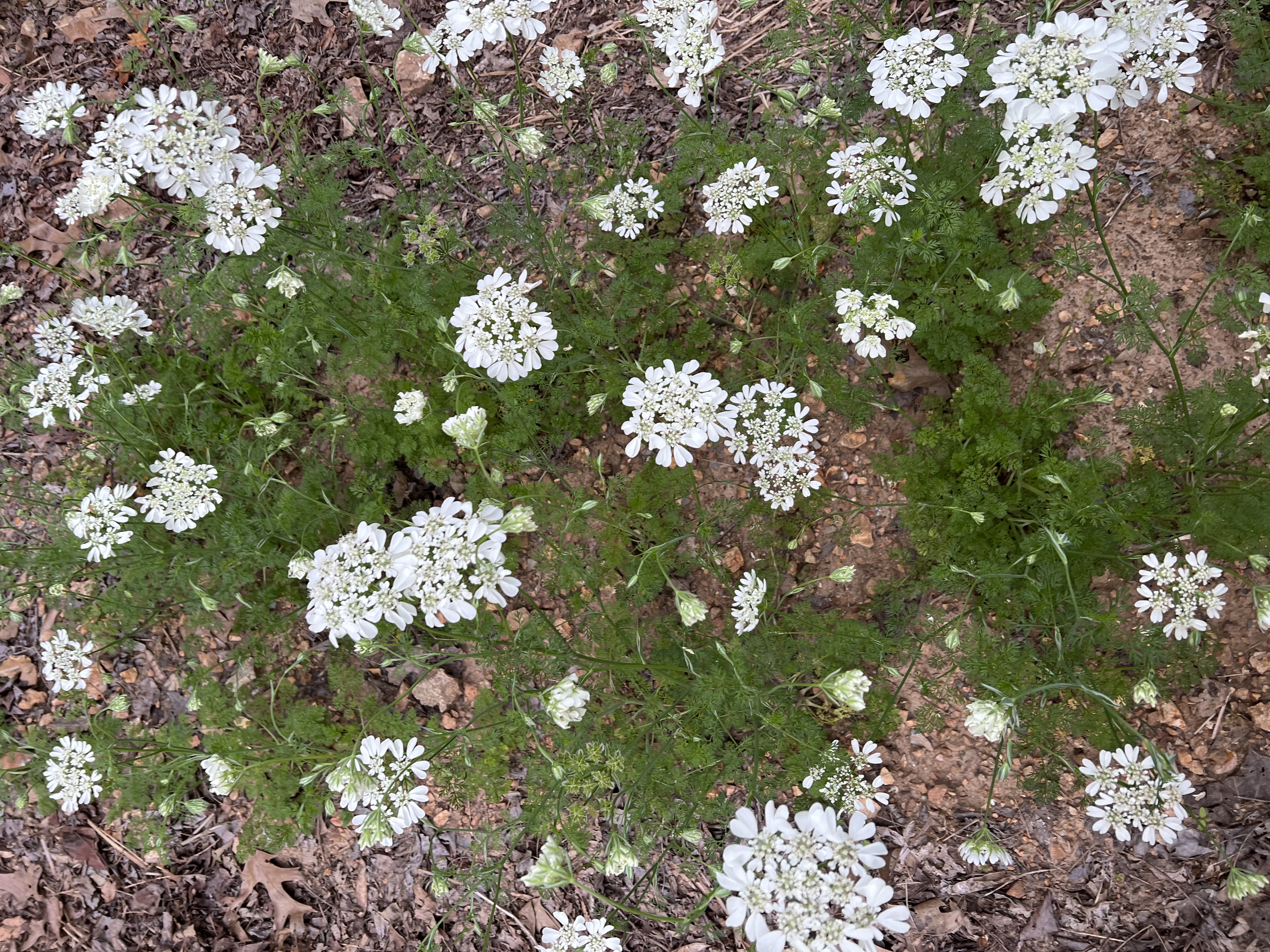 Orlaya - White Lace Flower