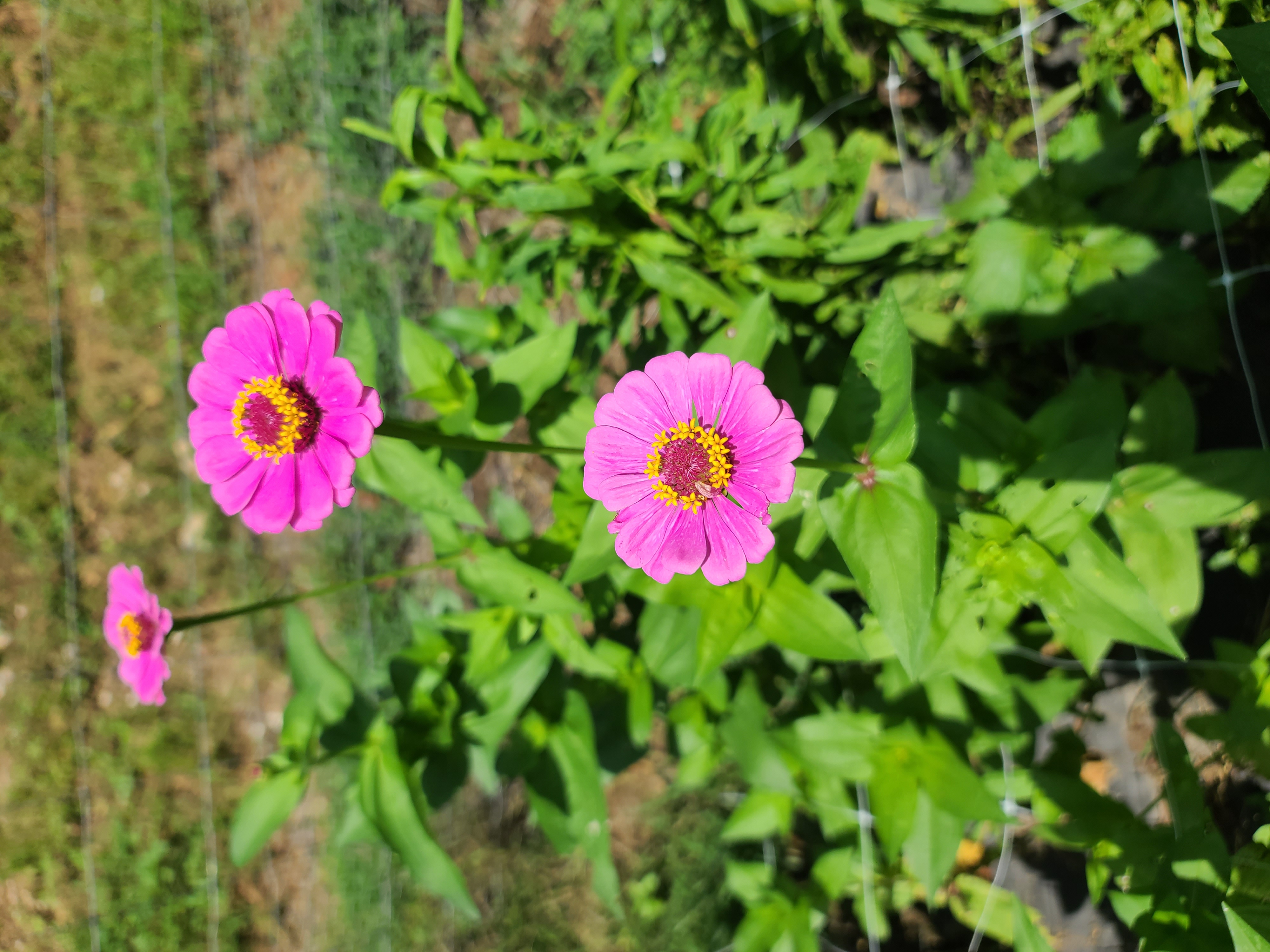  Zinnia - Oklahoma Series