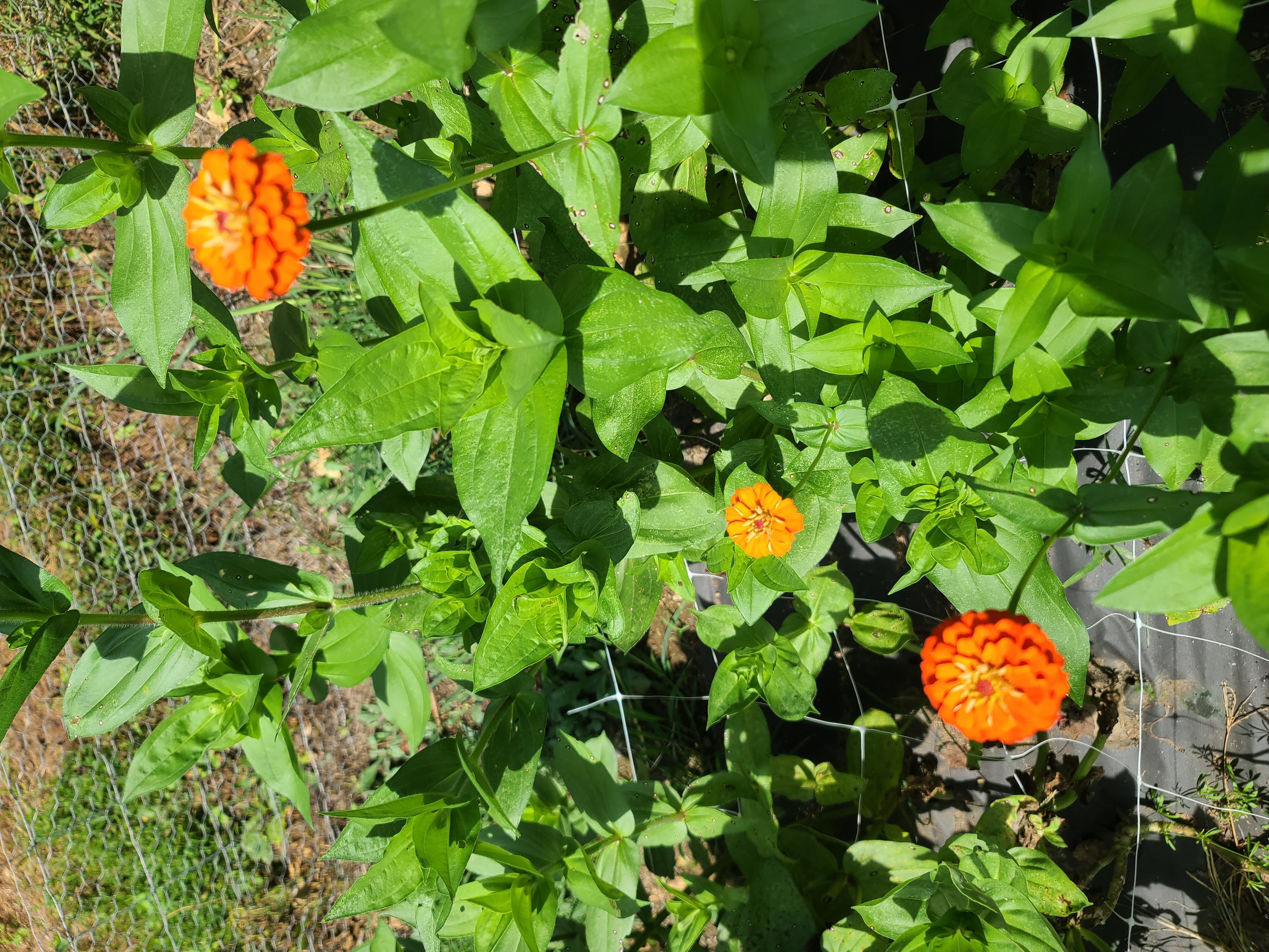  Zinnia - Oklahoma Series