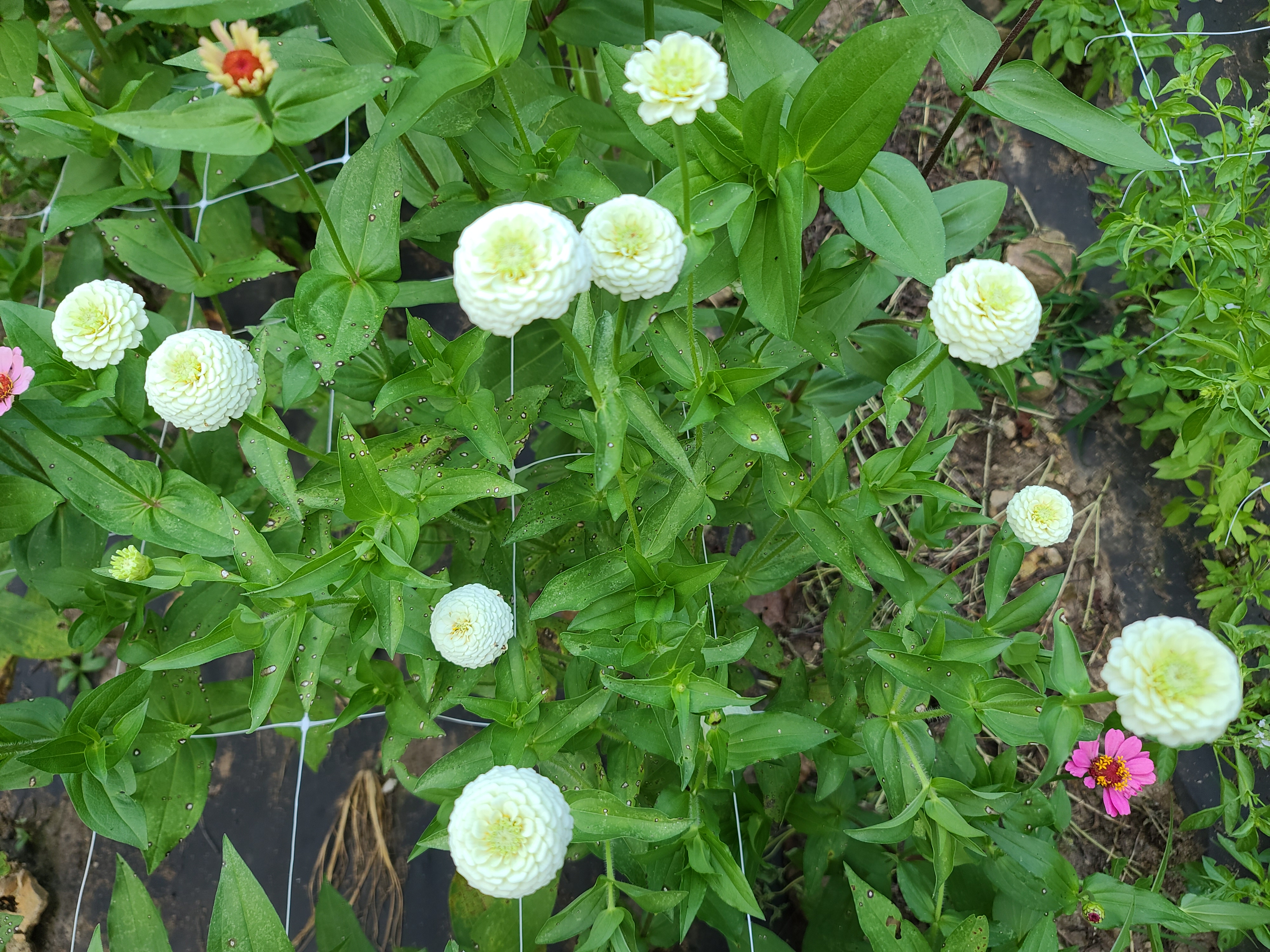  Zinnia - Oklahoma Series