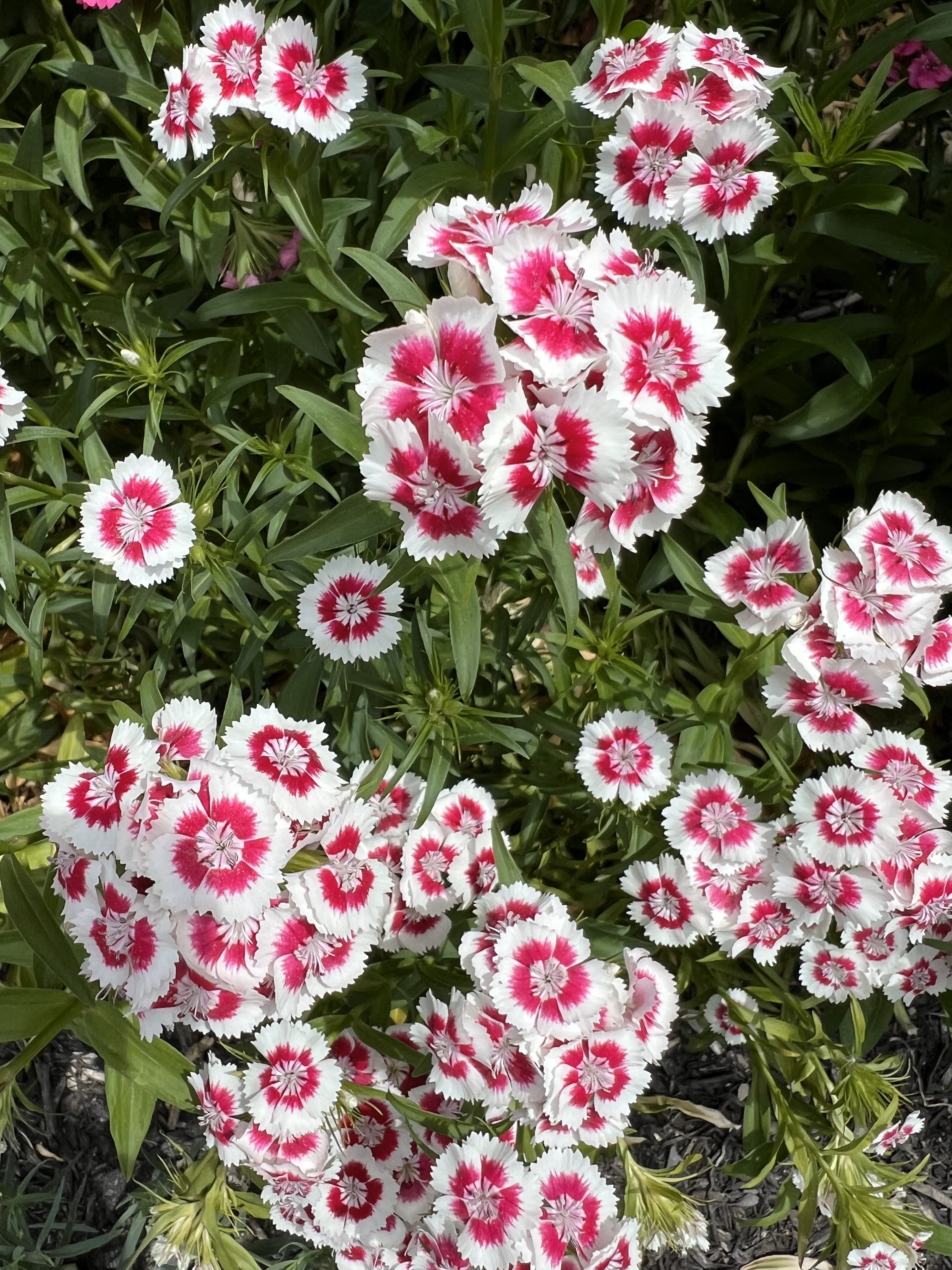 Sweet William