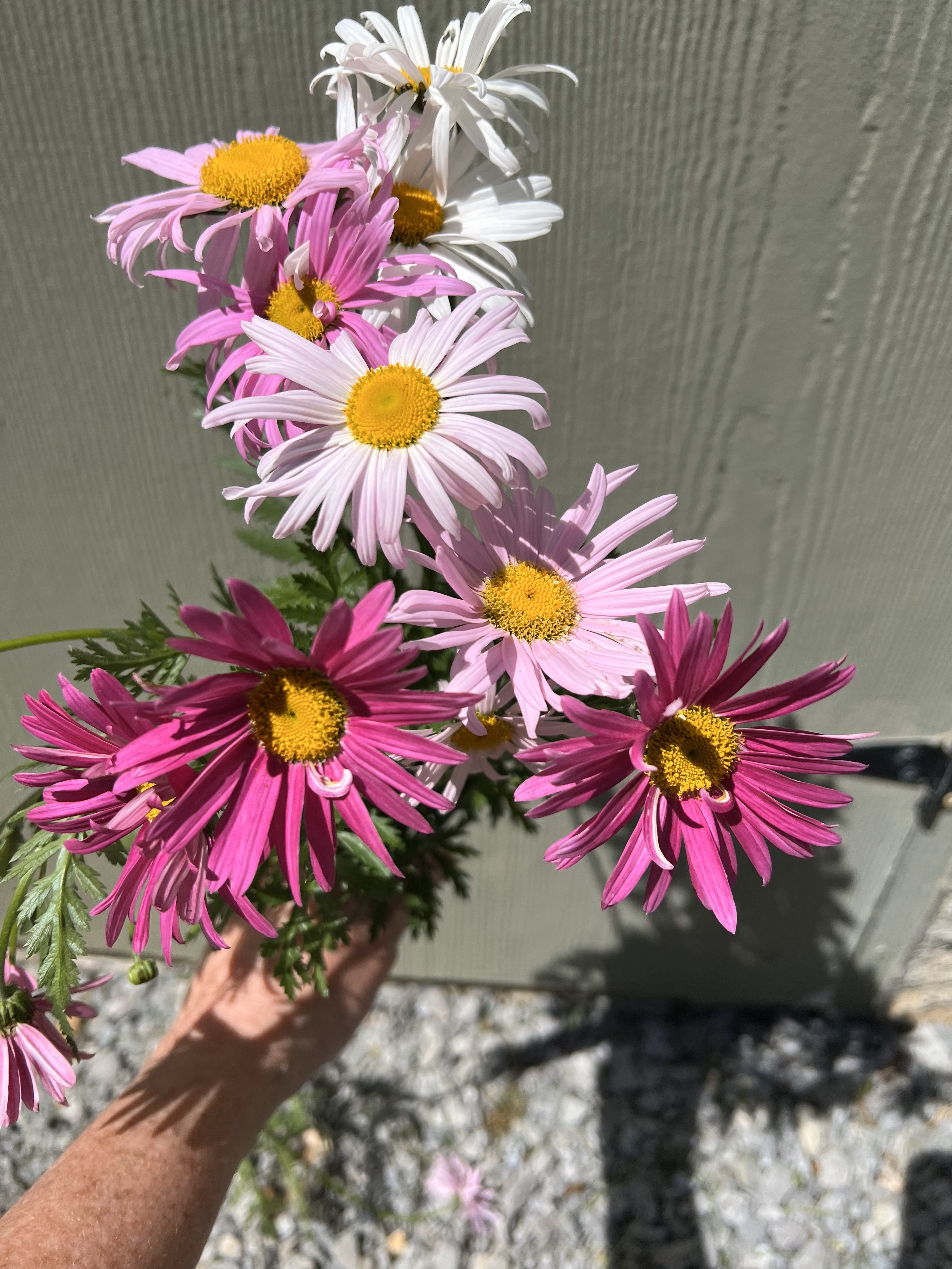 Chrysanthemum - Painted Daisy