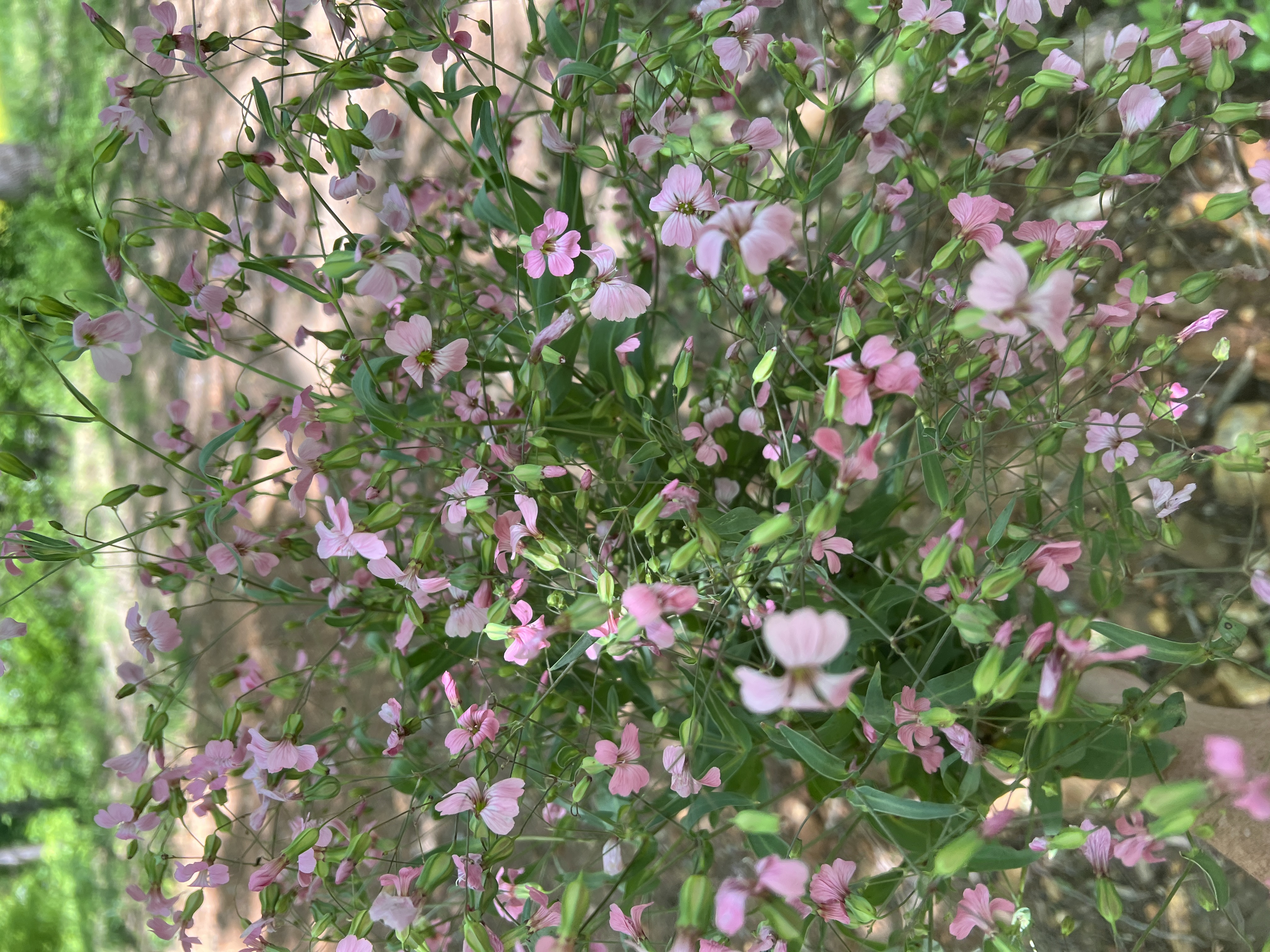 Saponaria- Pink 
