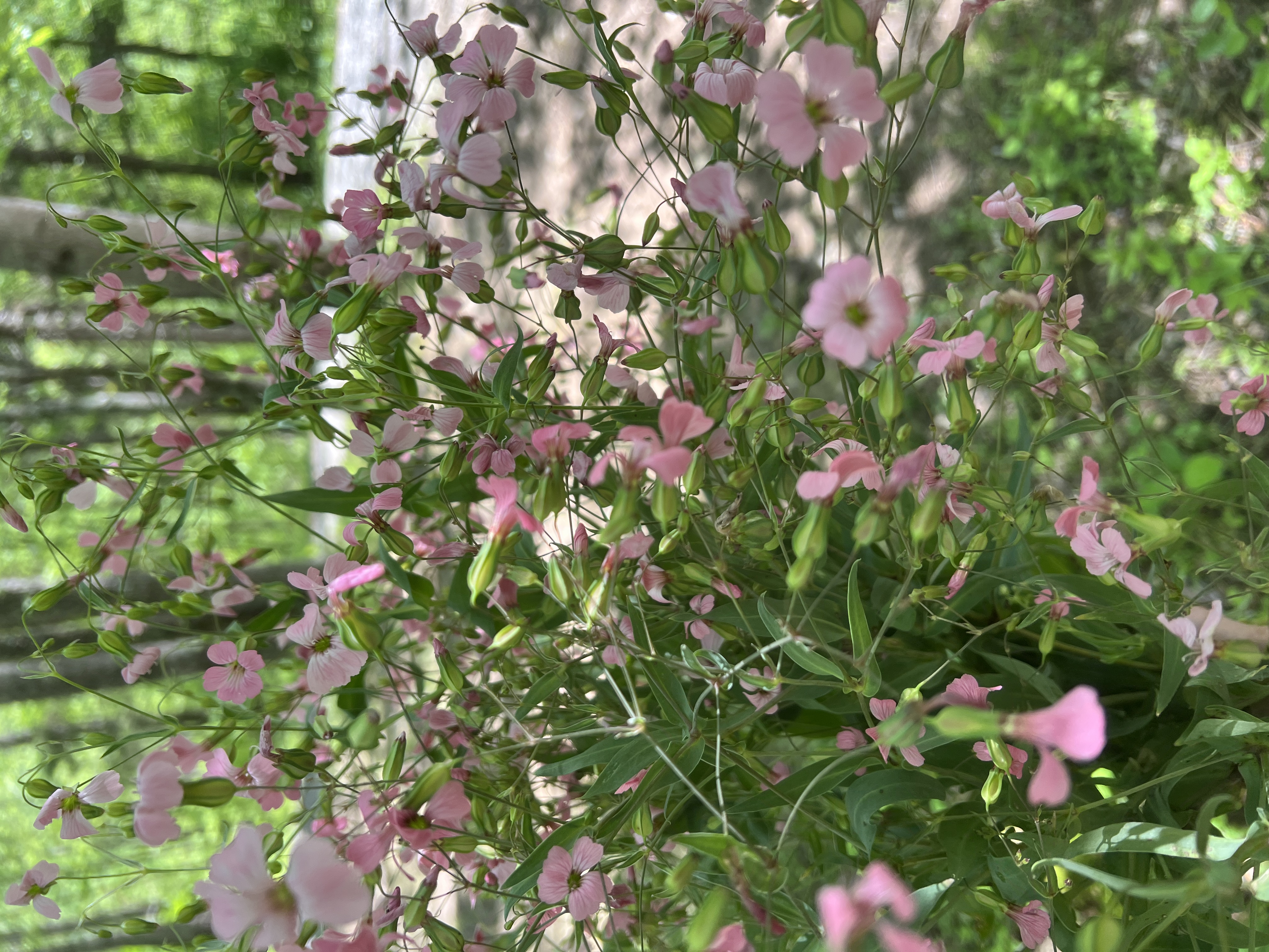 Saponaria- Pink 