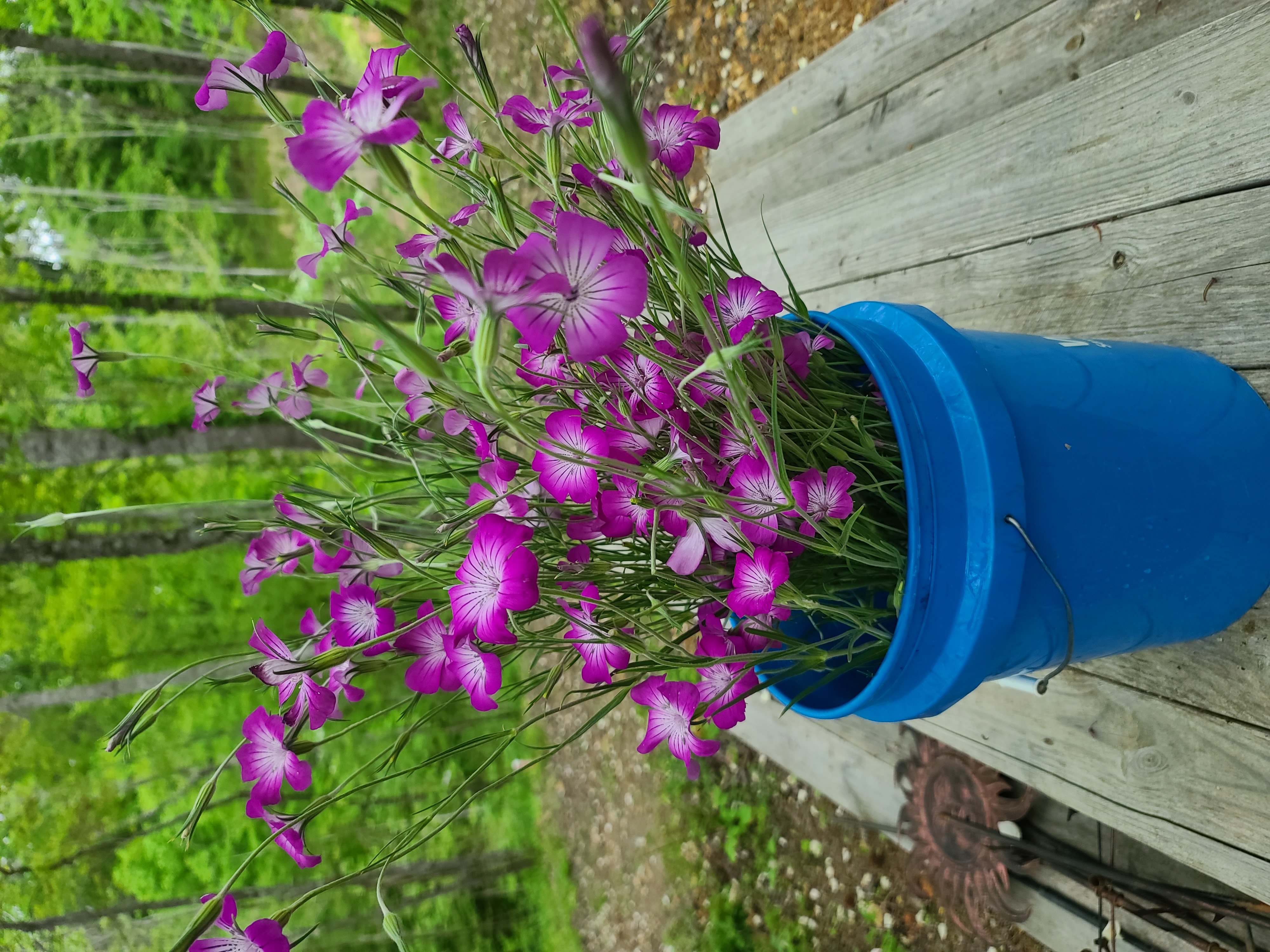 Corn Cockle - Purple