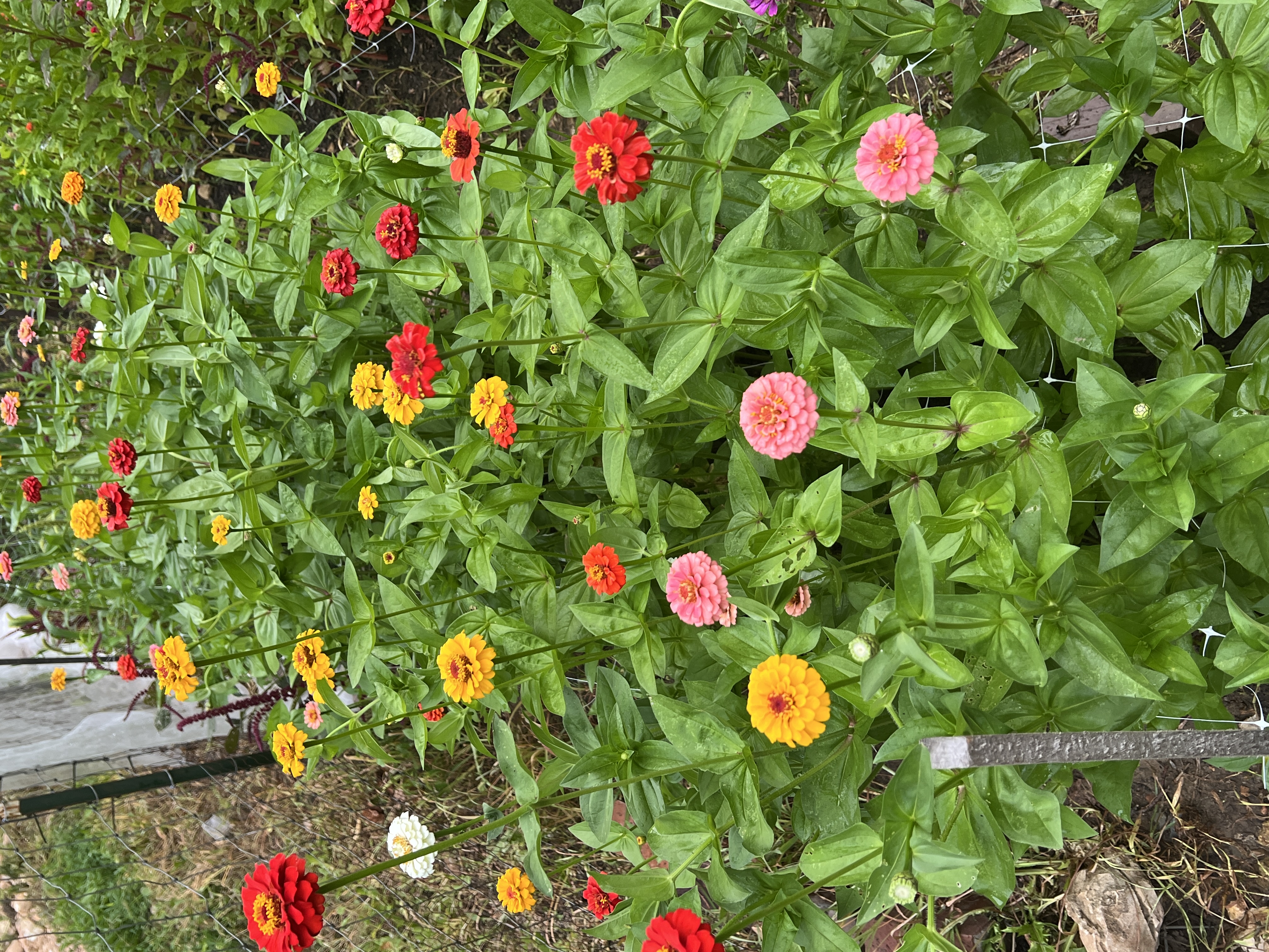  Zinnia - Oklahoma Series