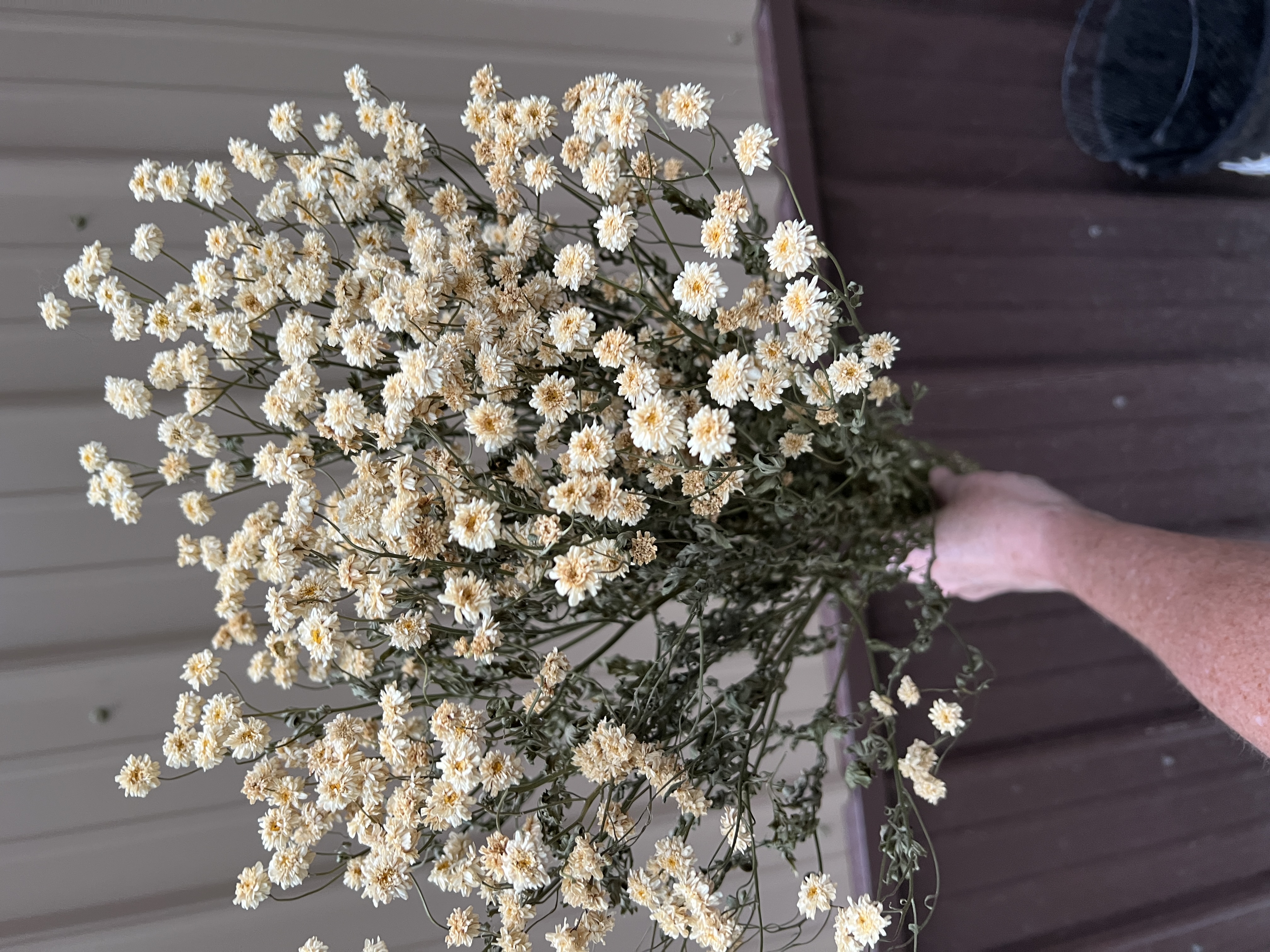 Feverfew - Dried