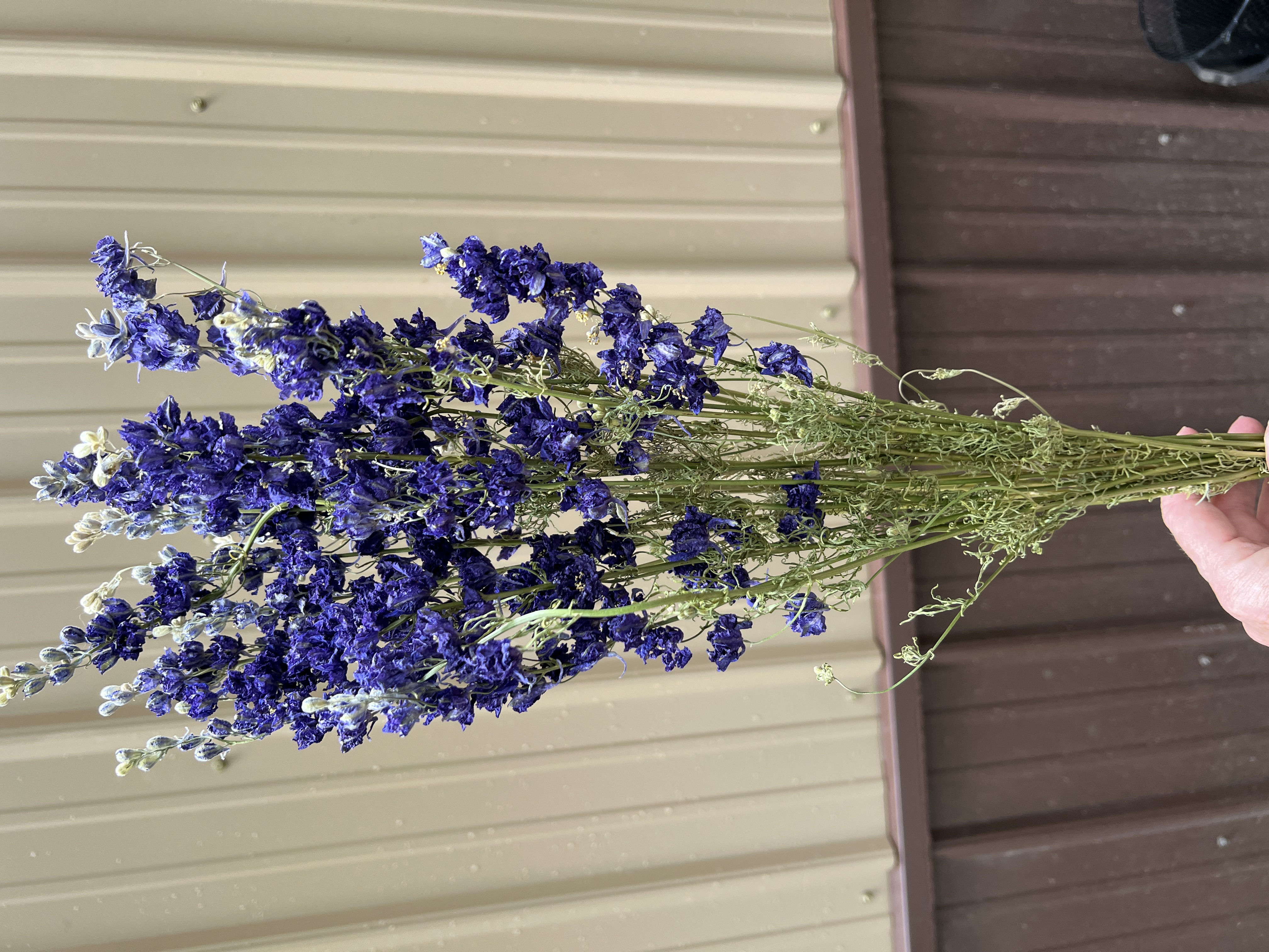 Larkspur - Purple - Dried