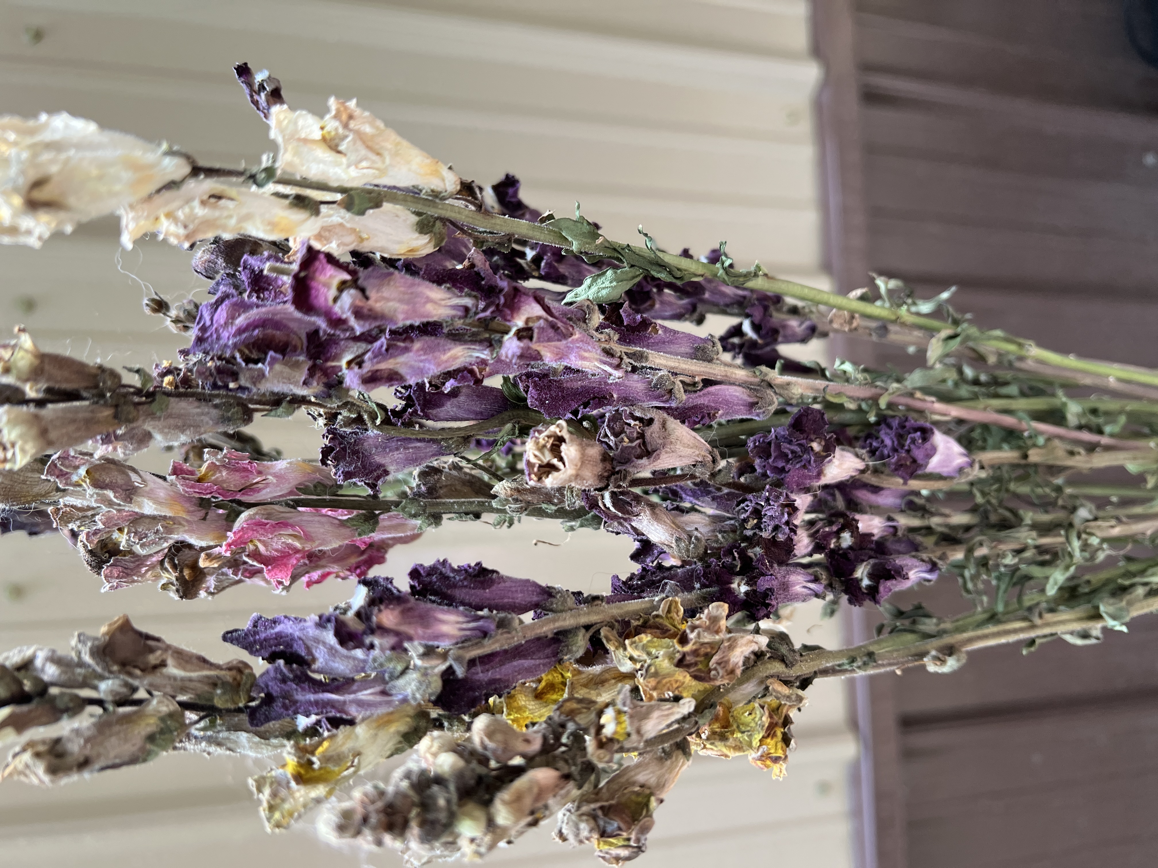 Snapdragons - Mixed Colors - Dried