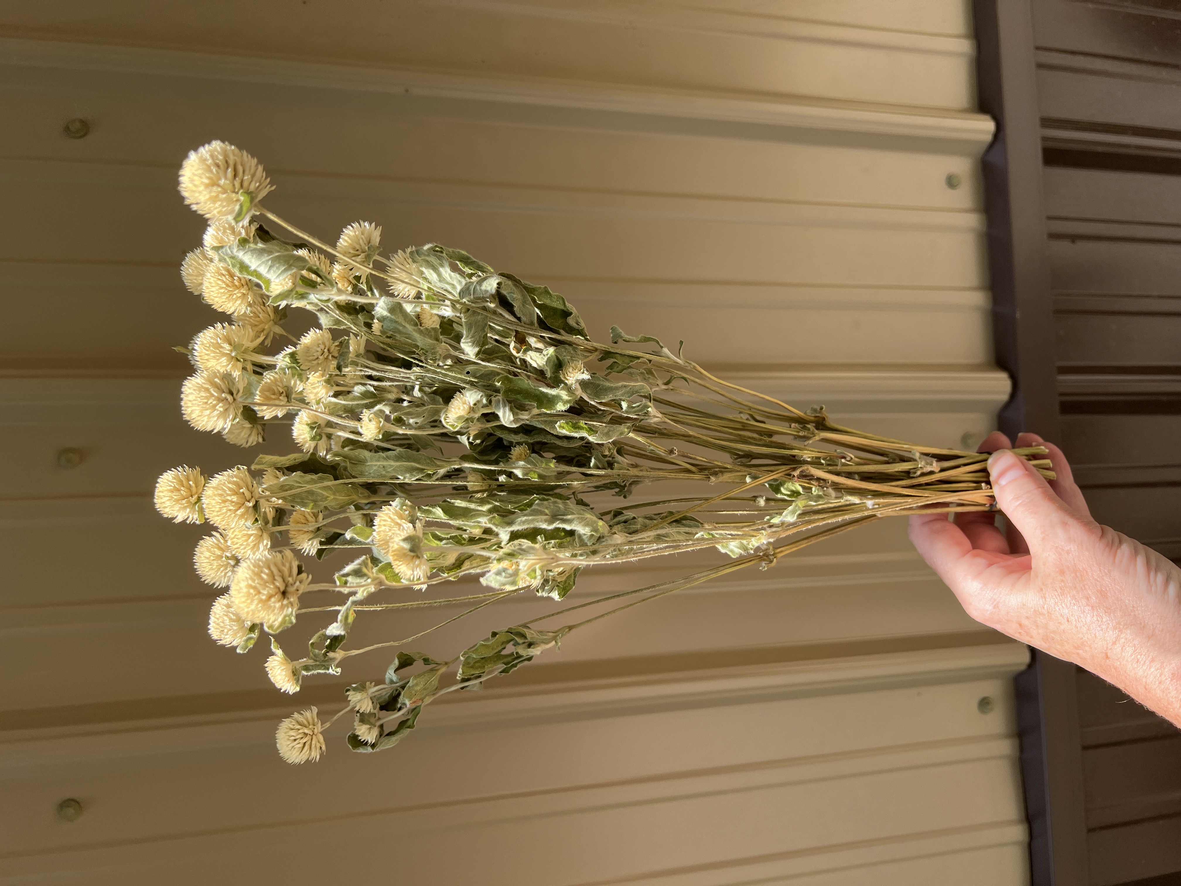 Gomphrena - White - Dried