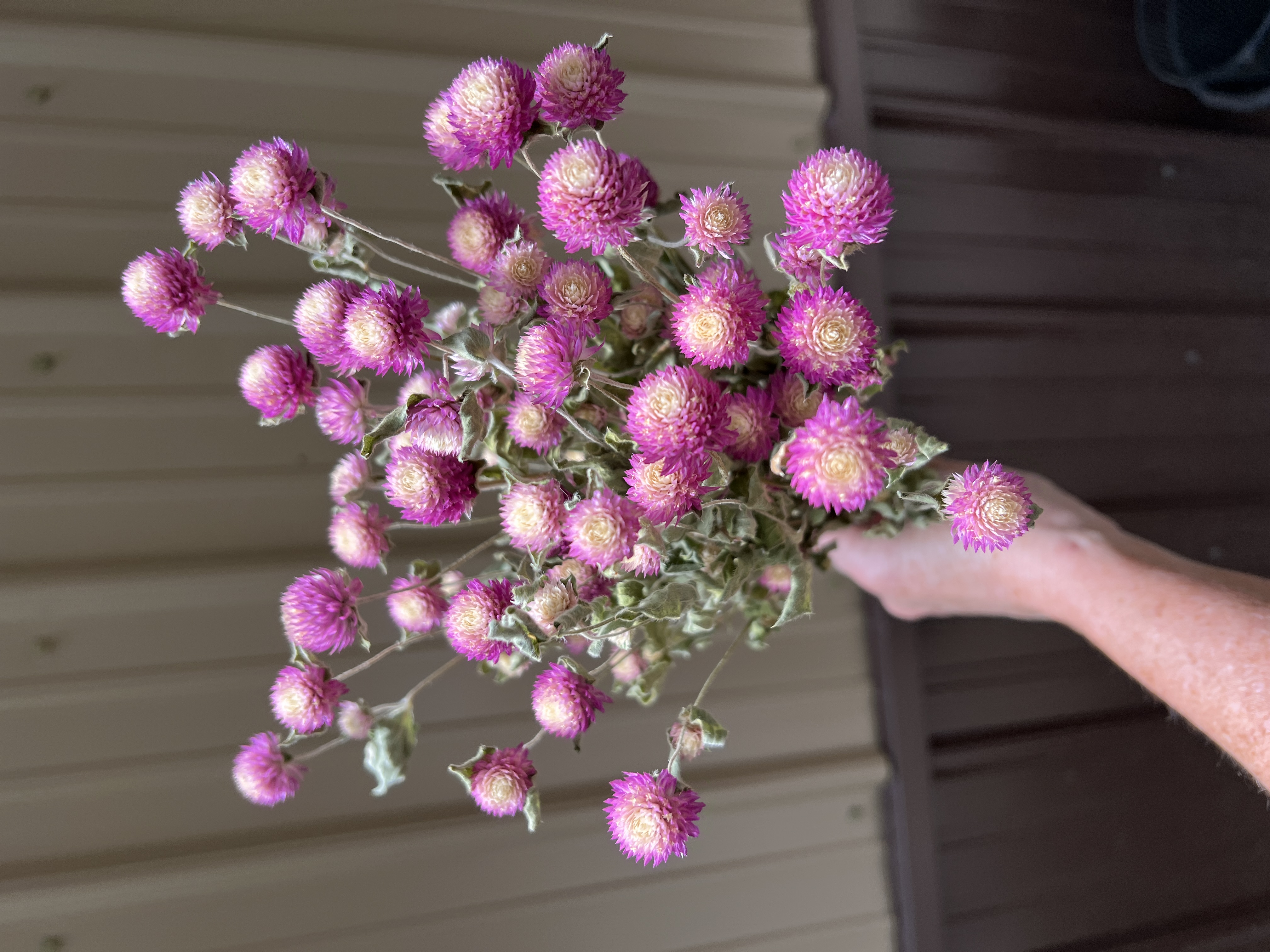 Gomphrena - Pink/White - Dried