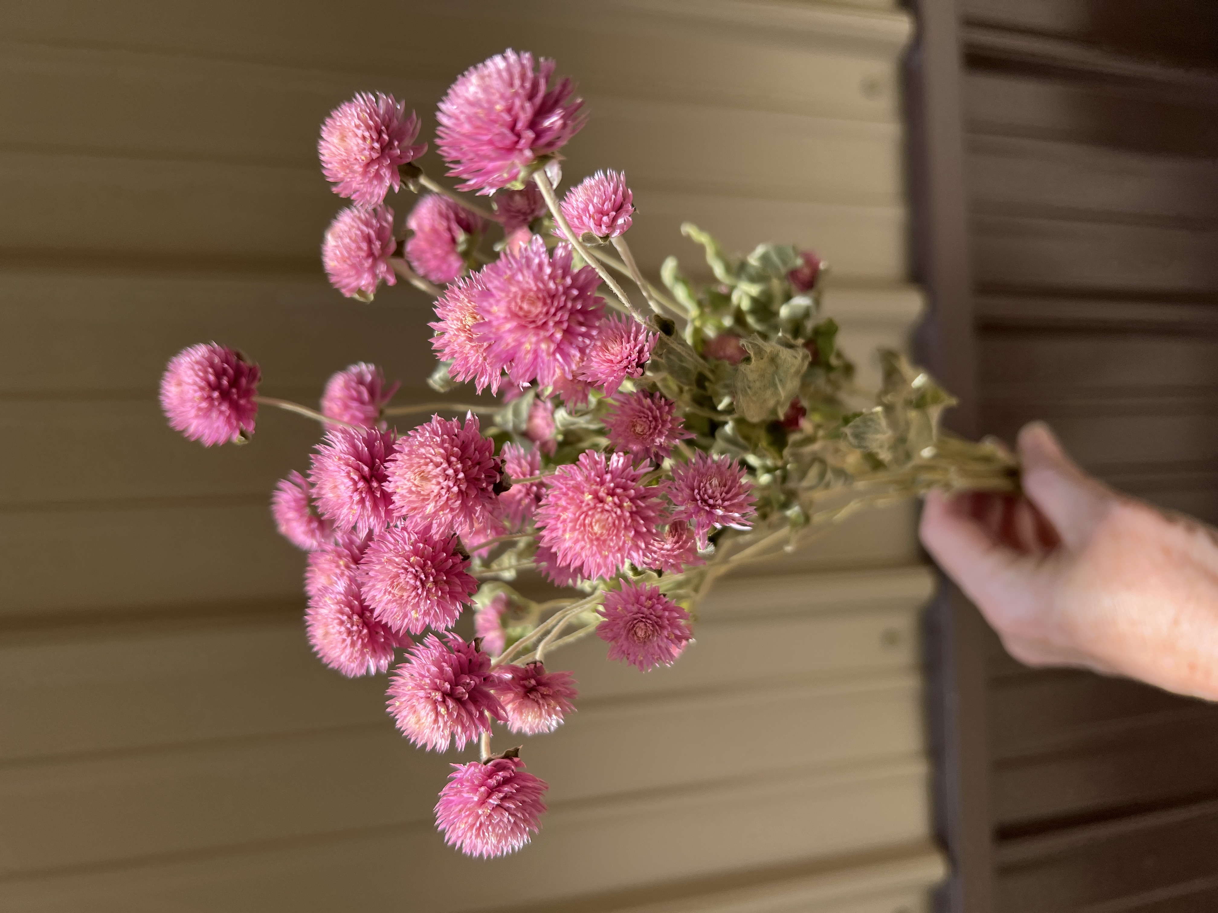 Gomphrena - Pink - Dried
