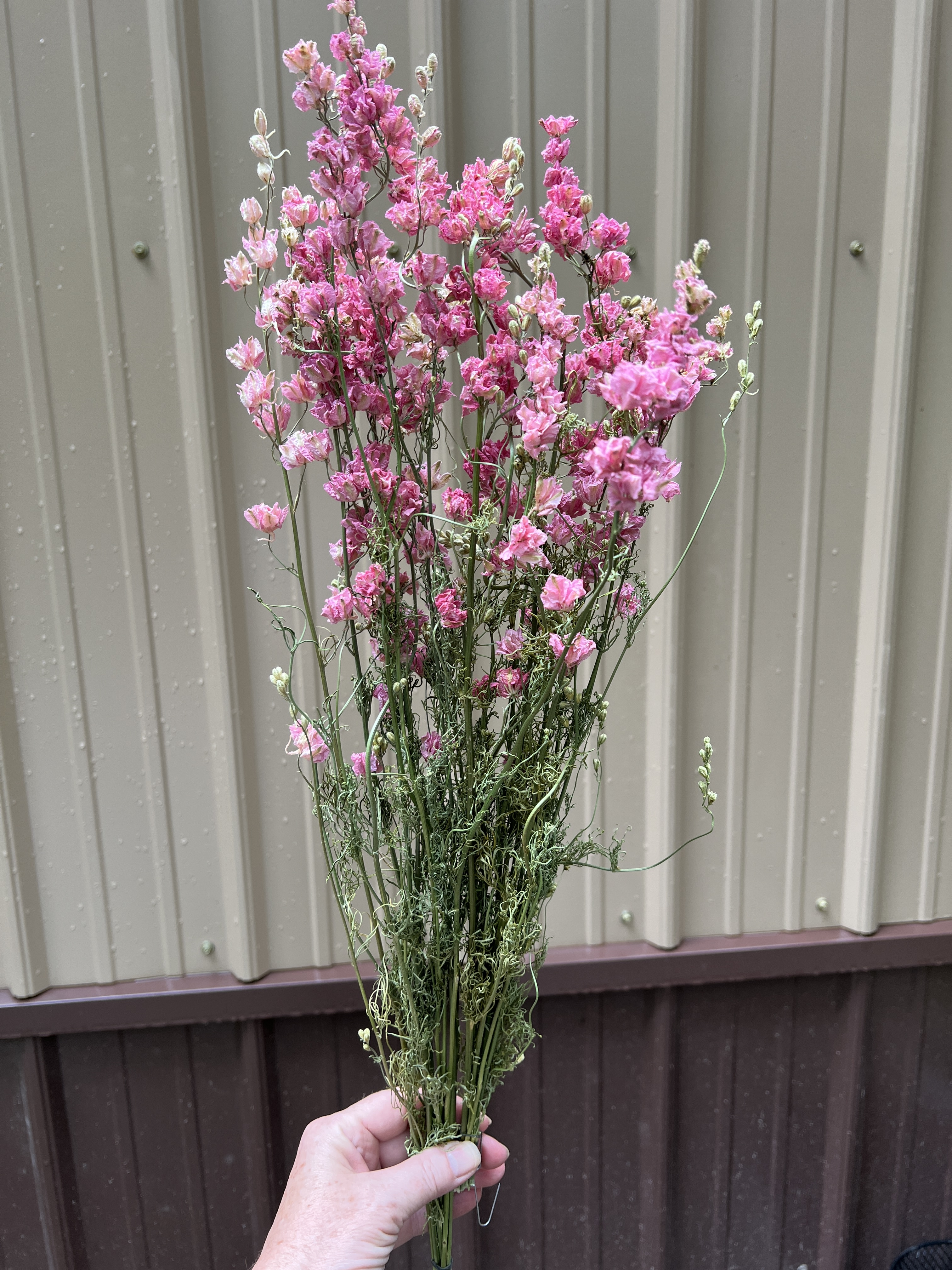 Larkspur - Pink - Dried