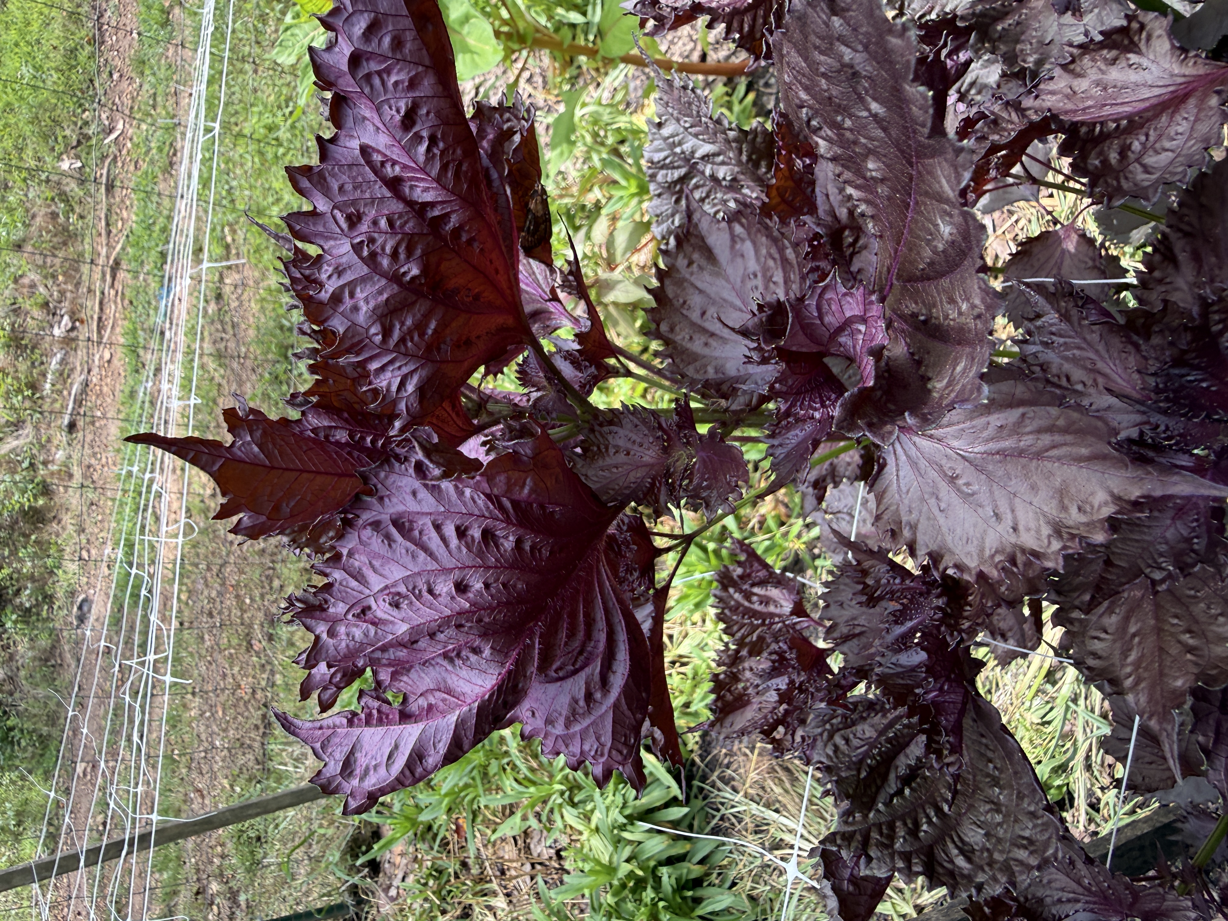 Red Shiso 