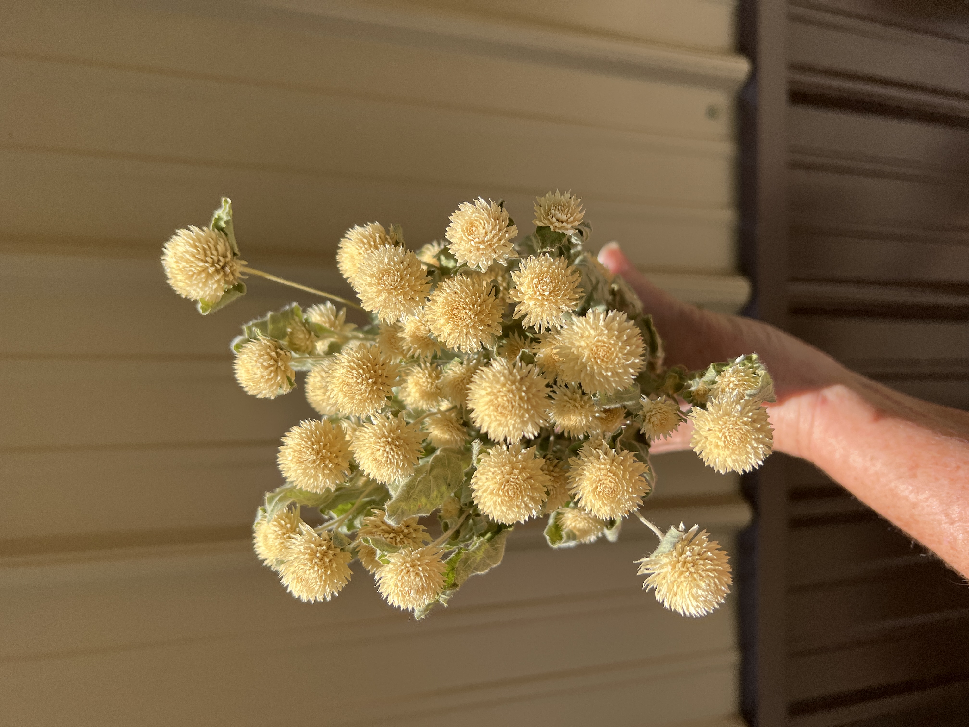 Gomphrena - White - Dried
