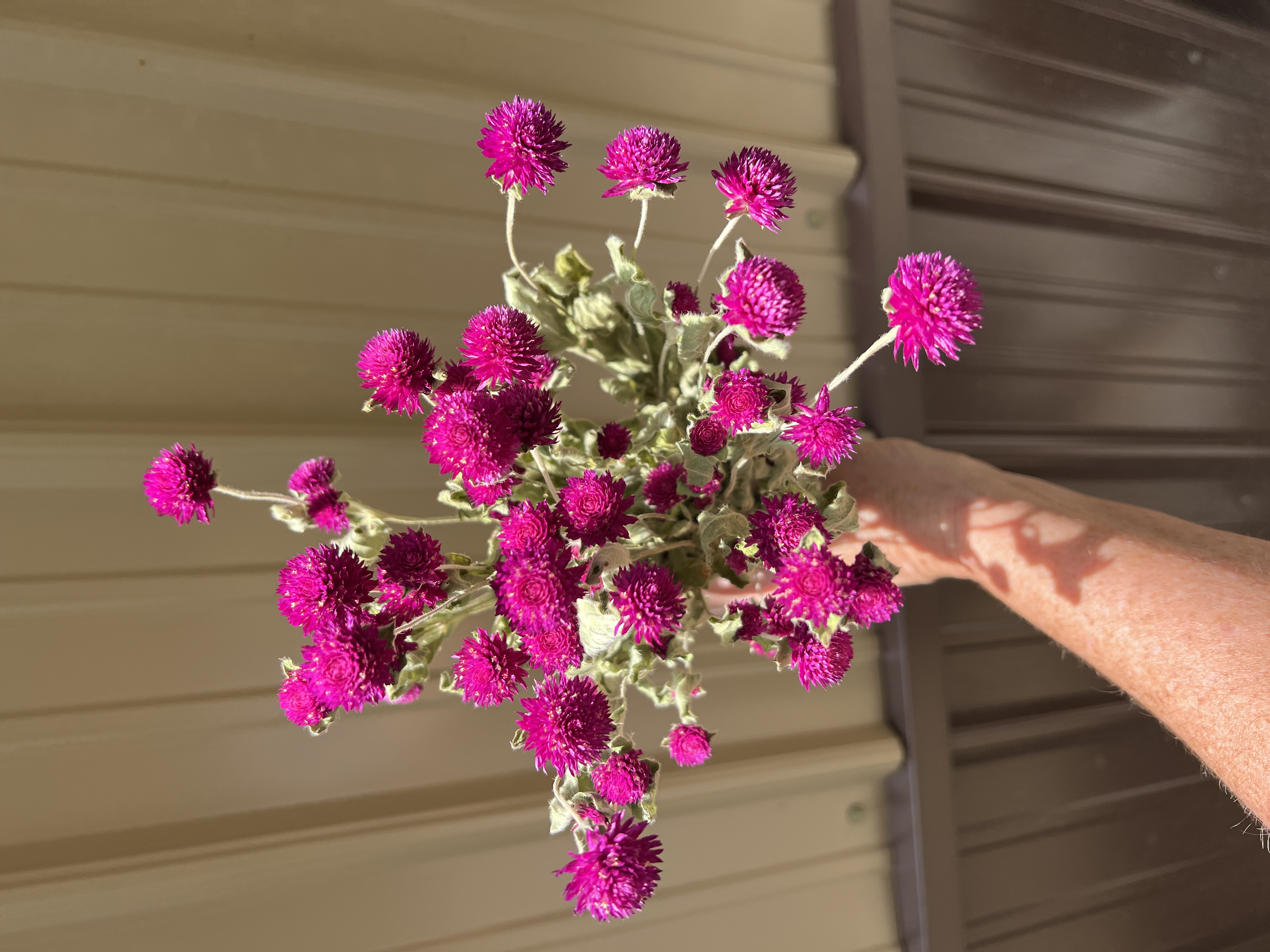 Gomphrena - Purple - Dried