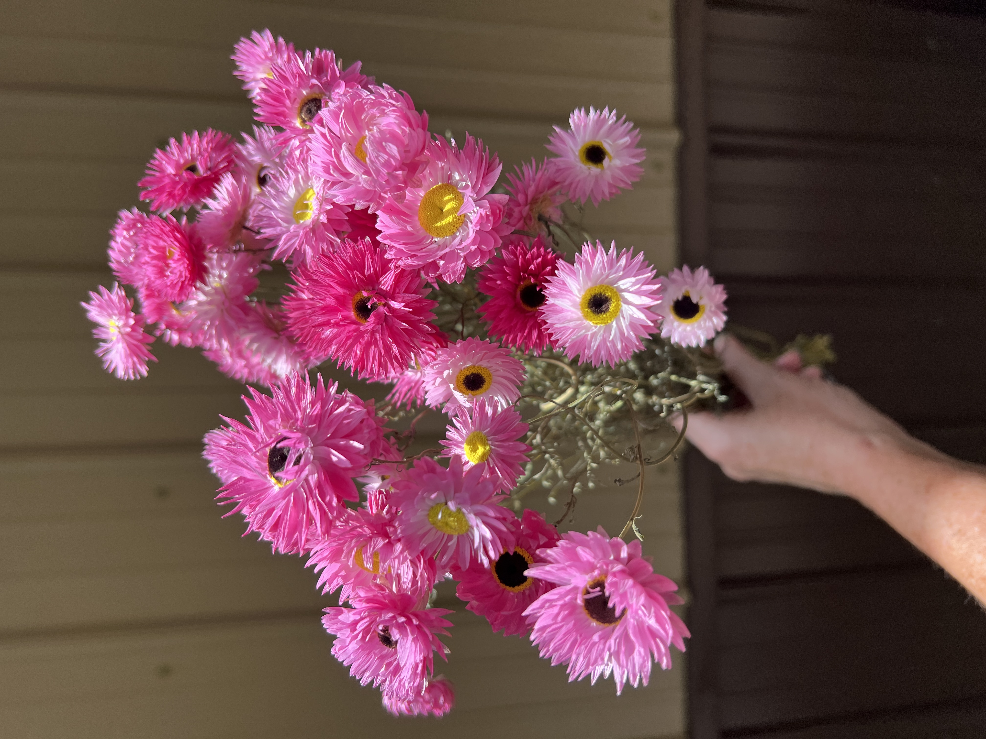 Paper Daisy - Pink - Dried