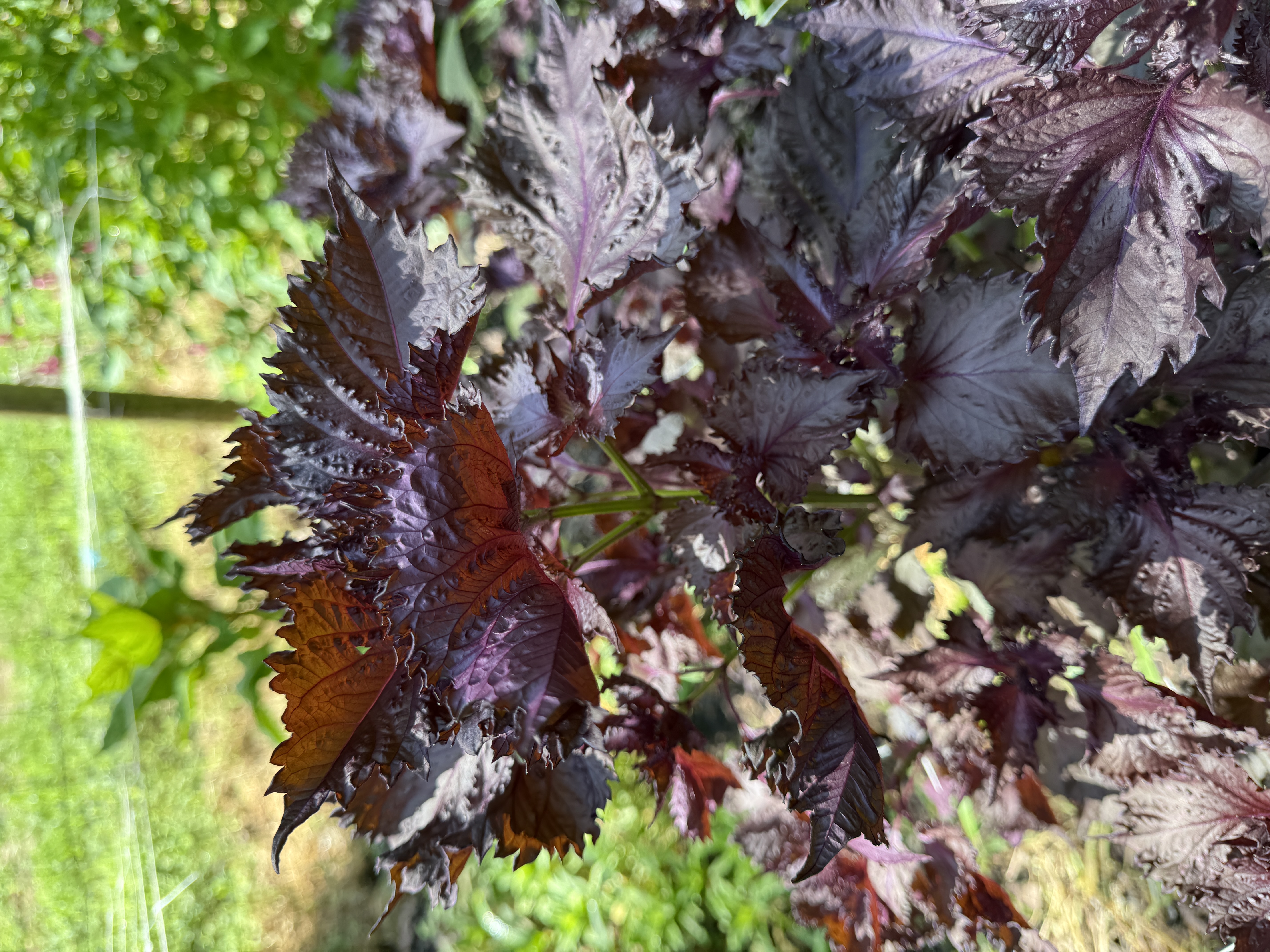 Red Shiso 