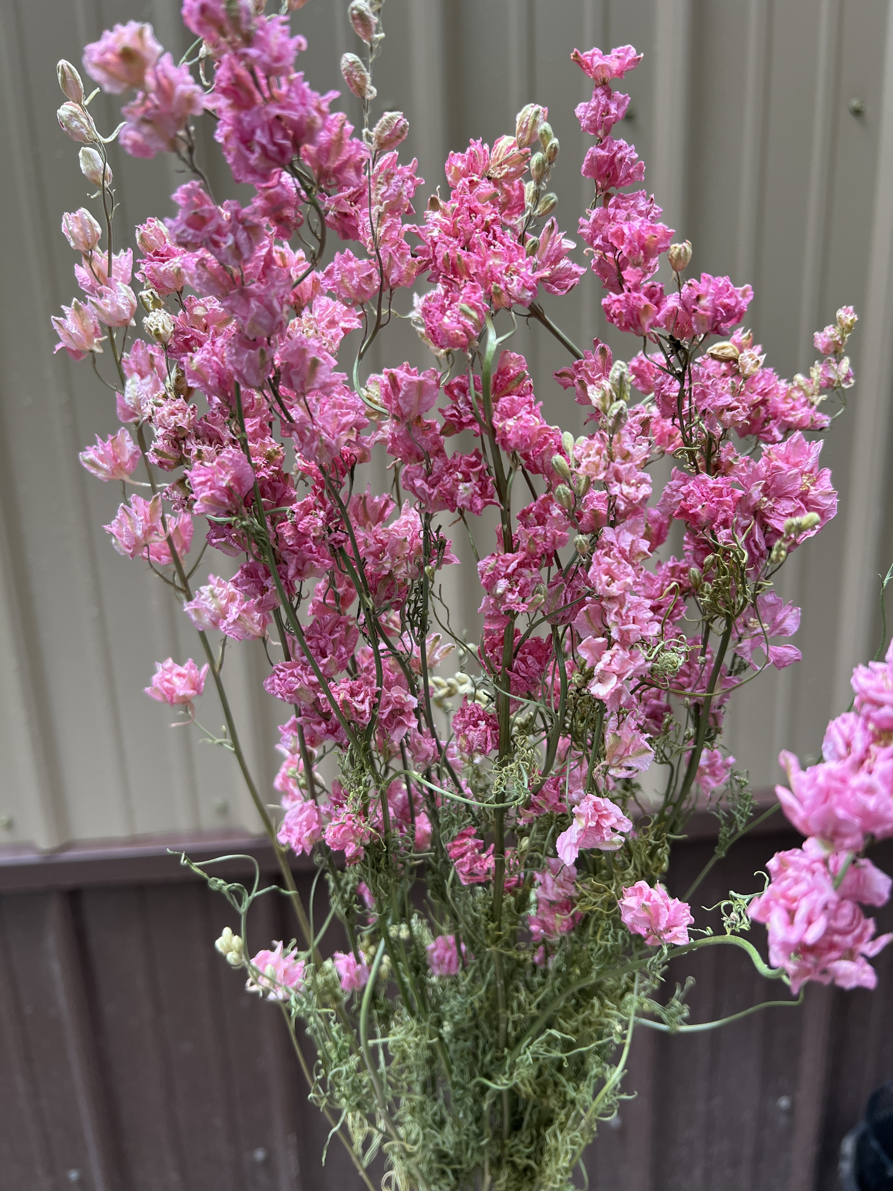 Larkspur - Pink - Dried