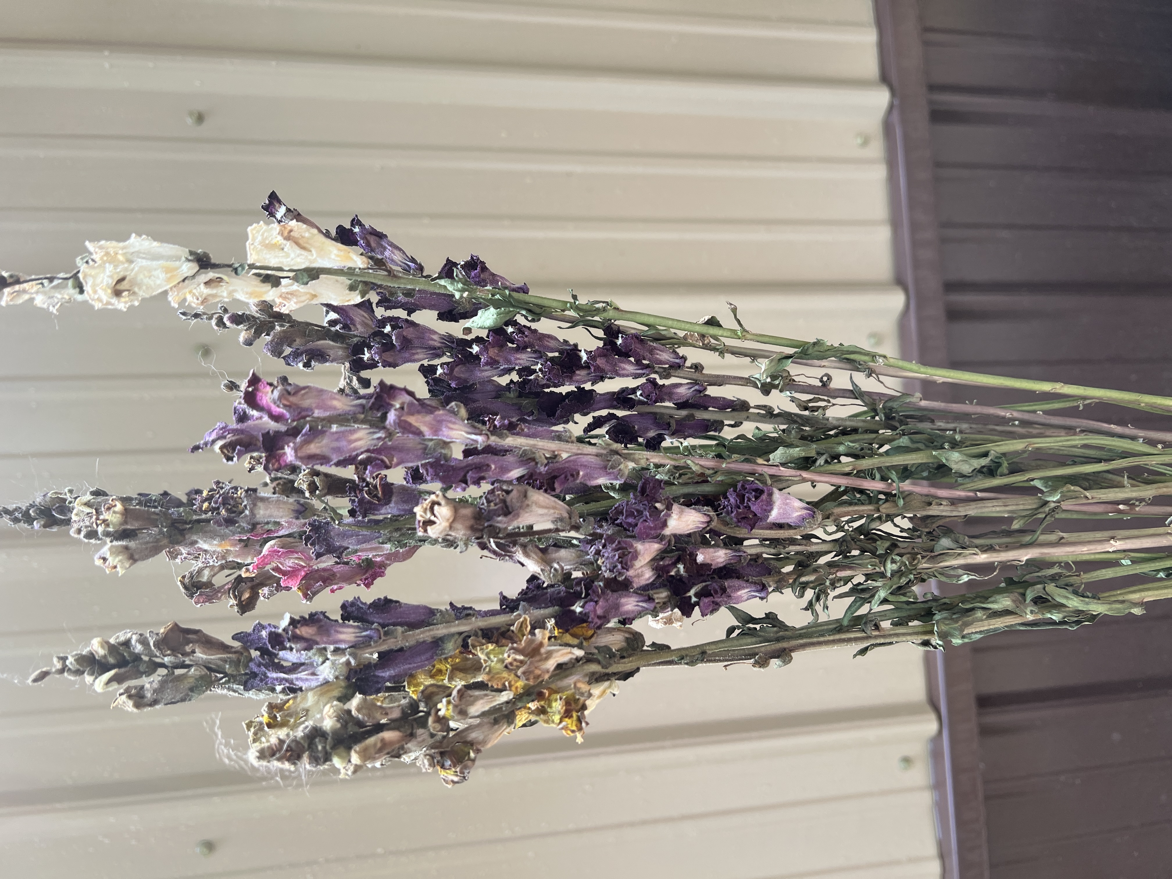 Snapdragons - Mixed Colors - Dried