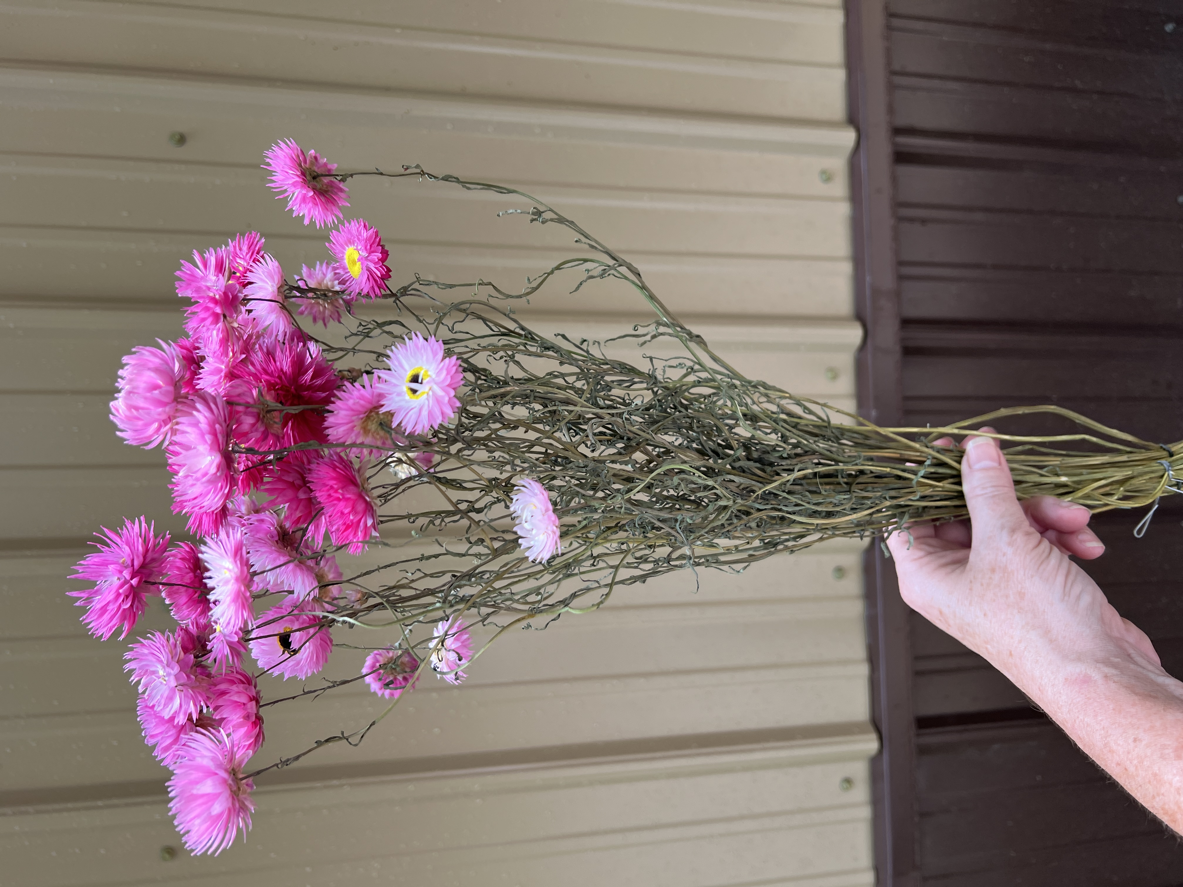 Paper Daisy - Pink - Dried