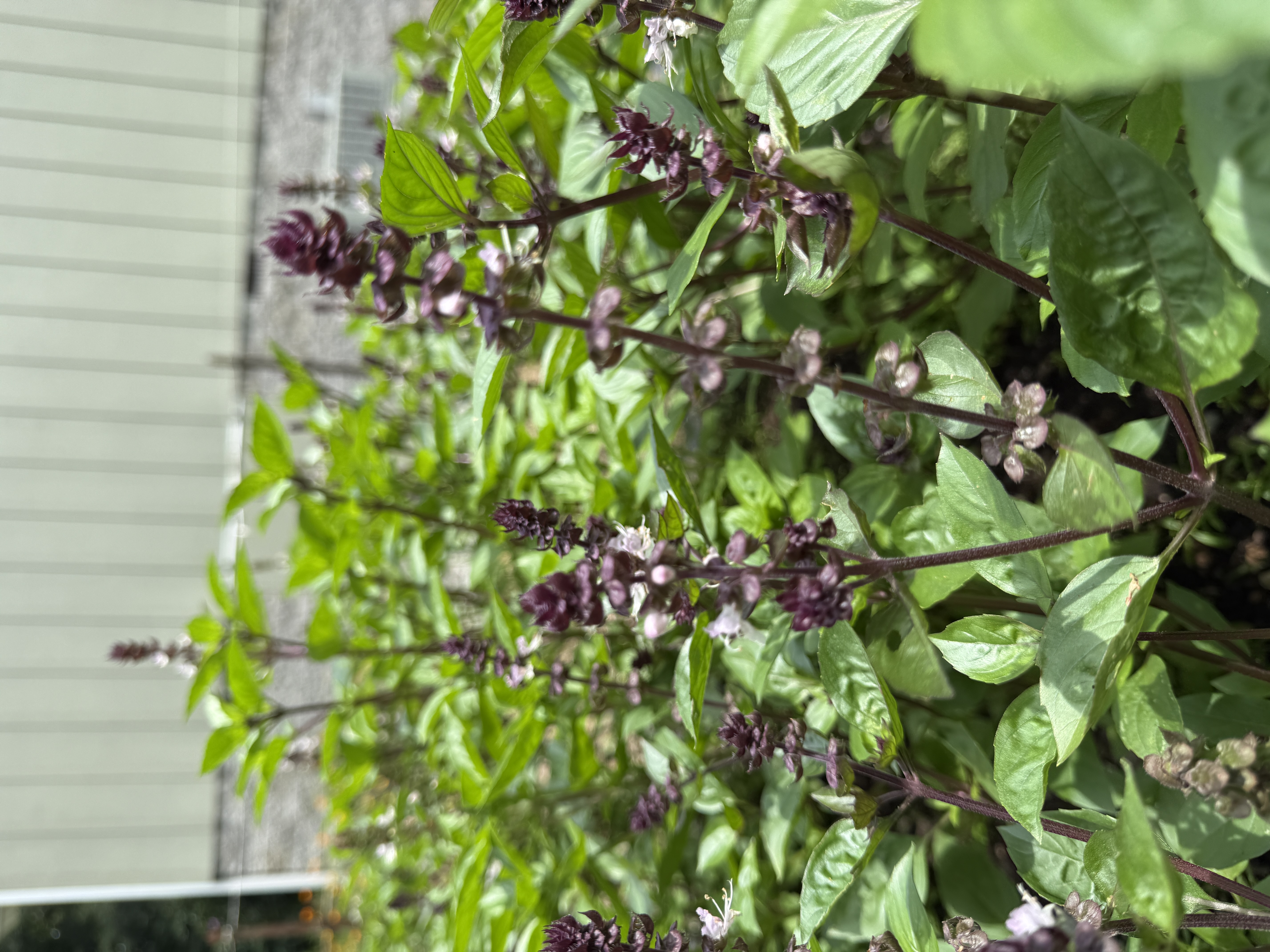 Basil - Cinnamon 