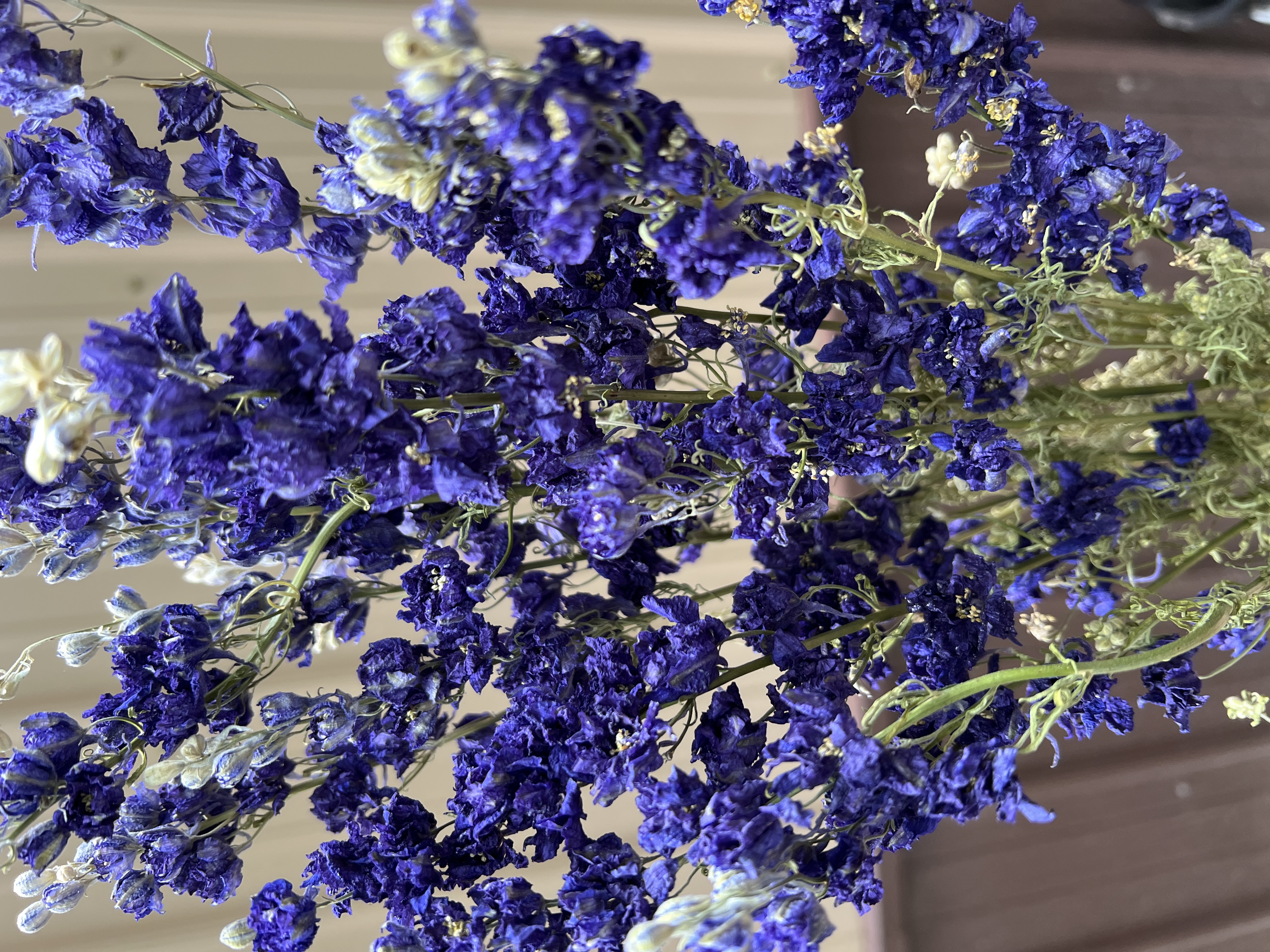 Larkspur - Purple - Dried