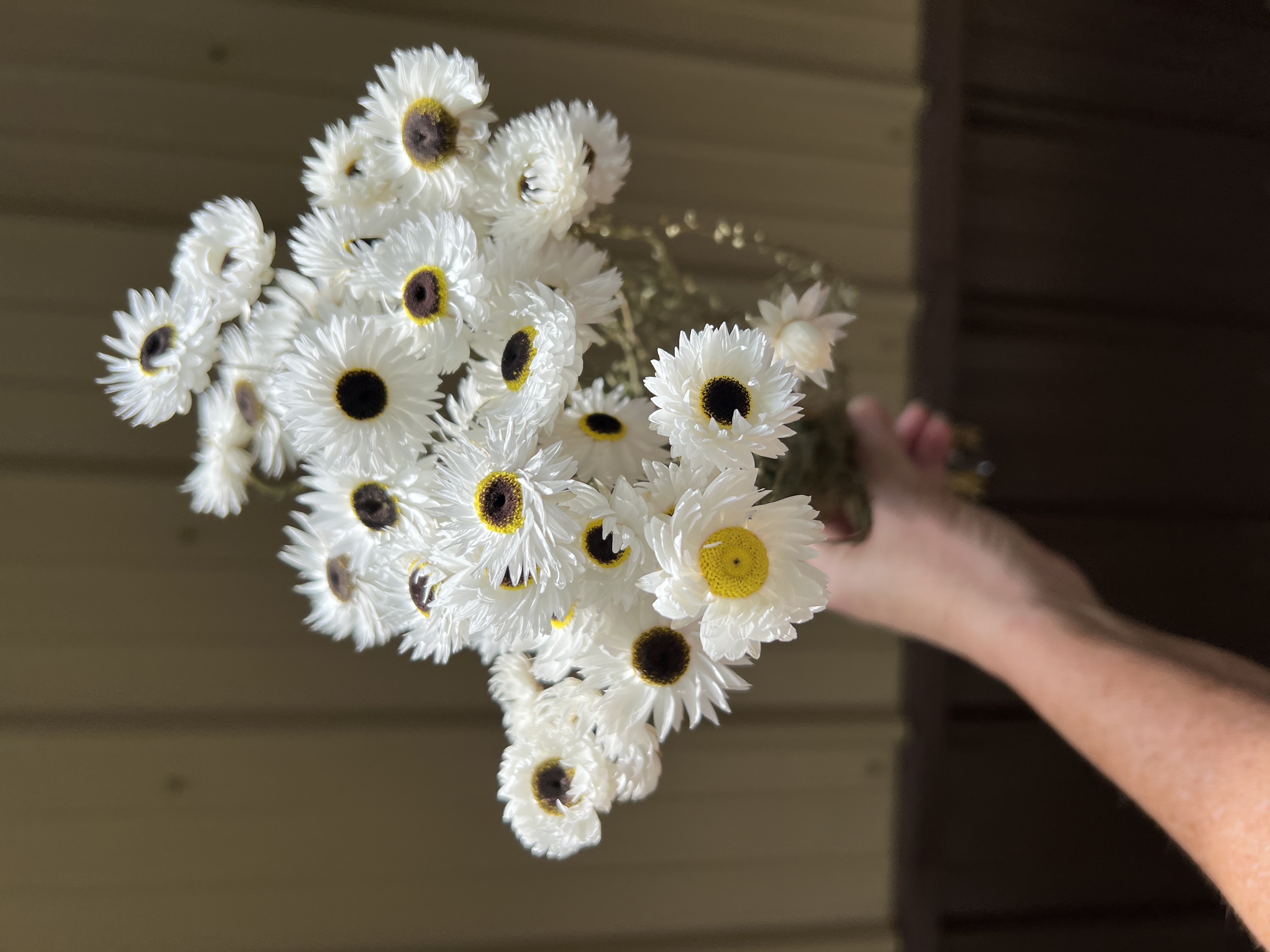 Paper Daisy - White - Dried