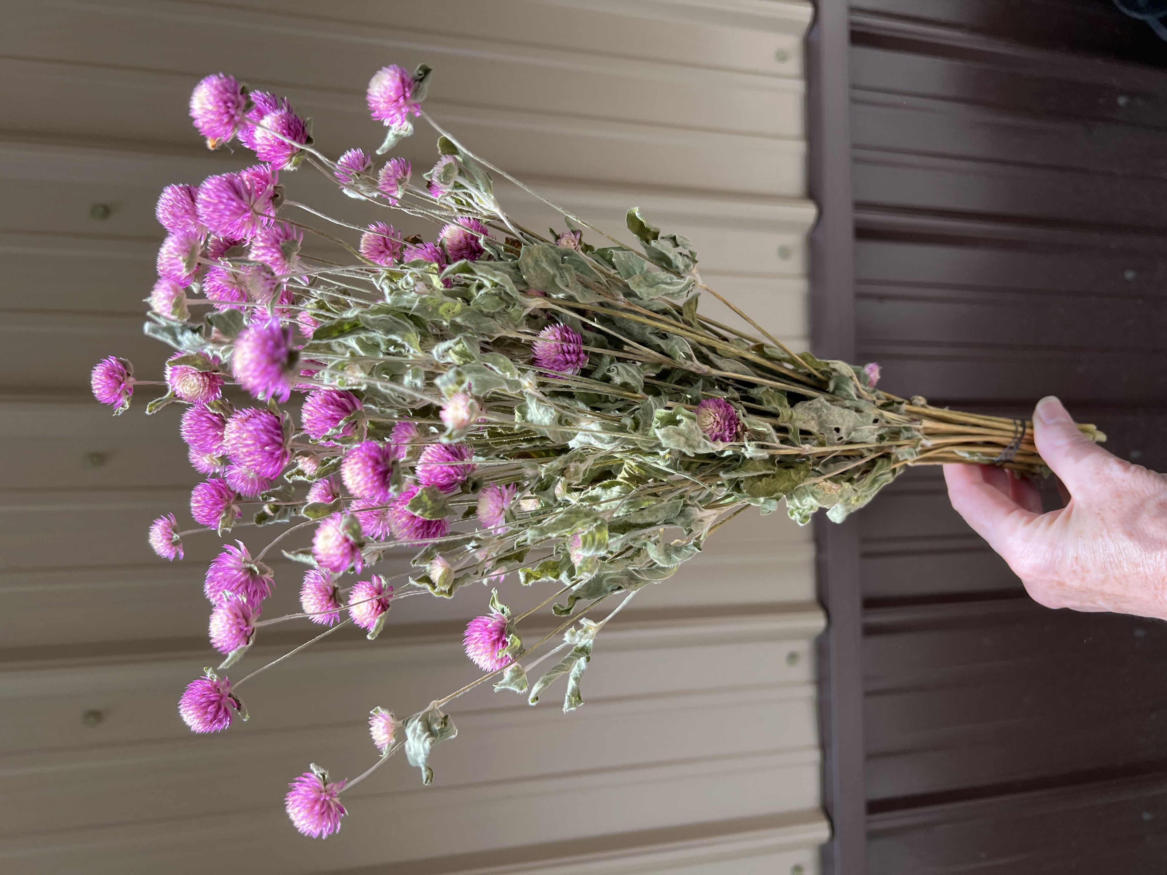 Gomphrena - Pink/White - Dried