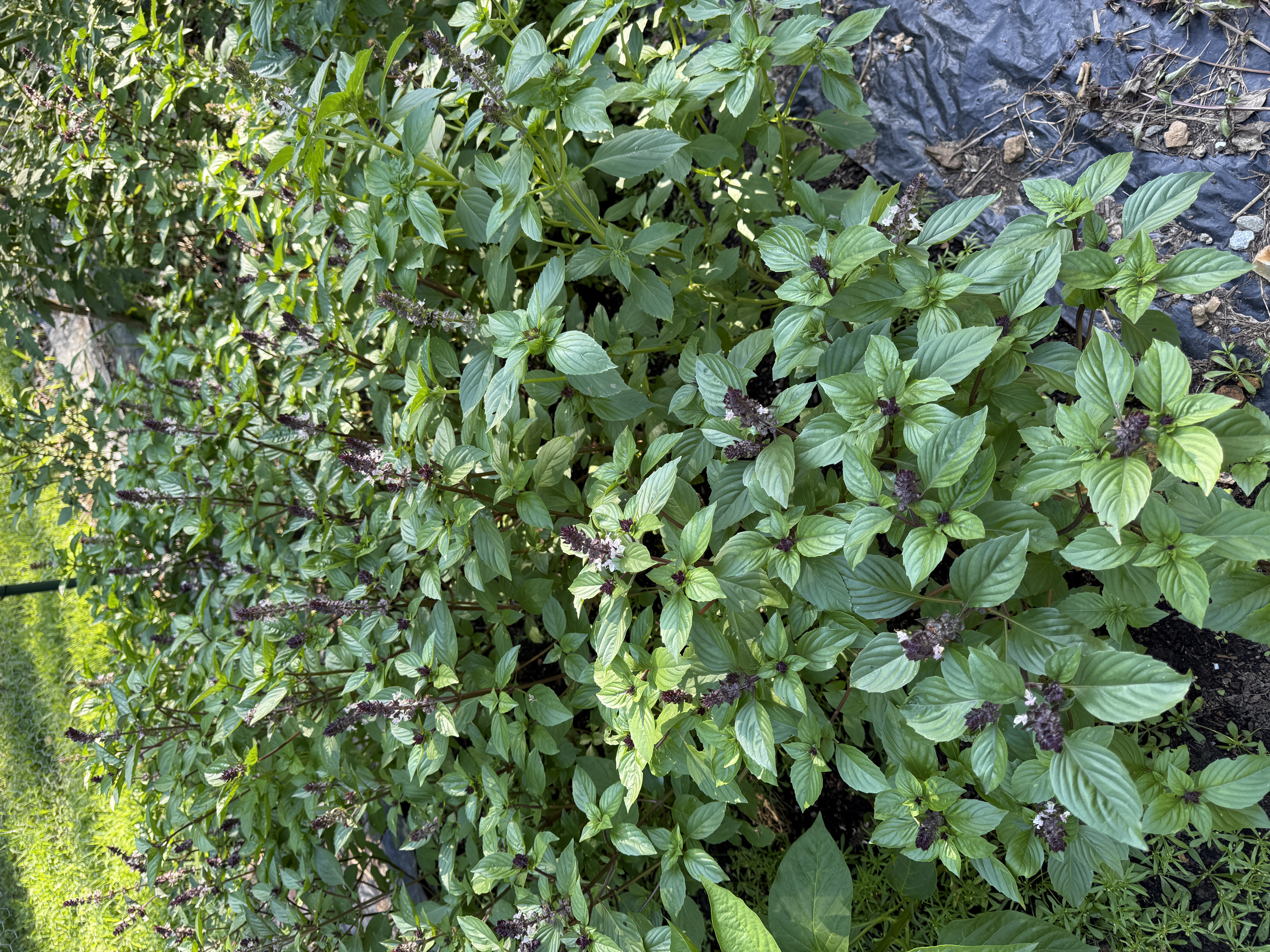 Basil - Cinnamon 