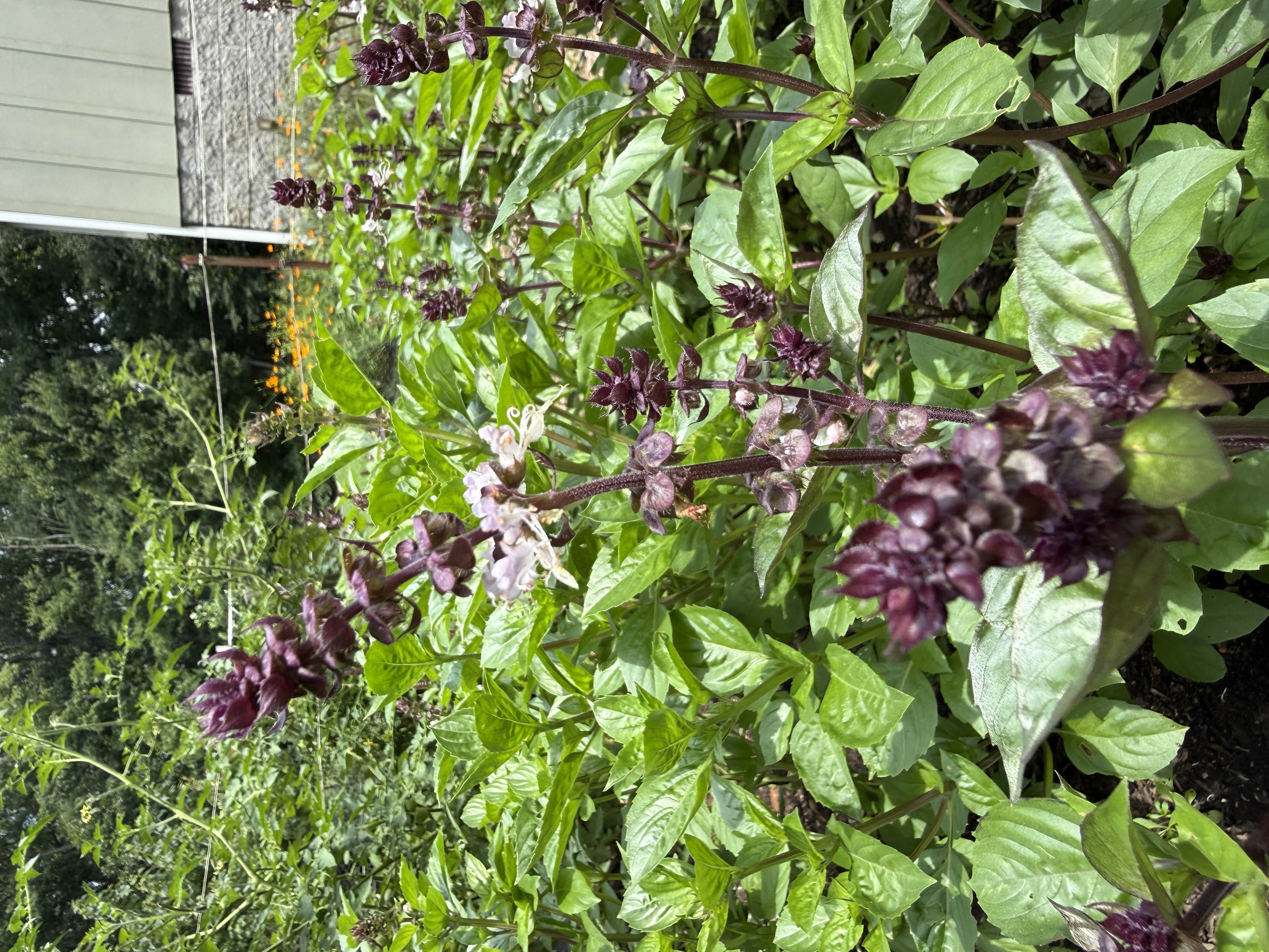 Basil - Cinnamon 