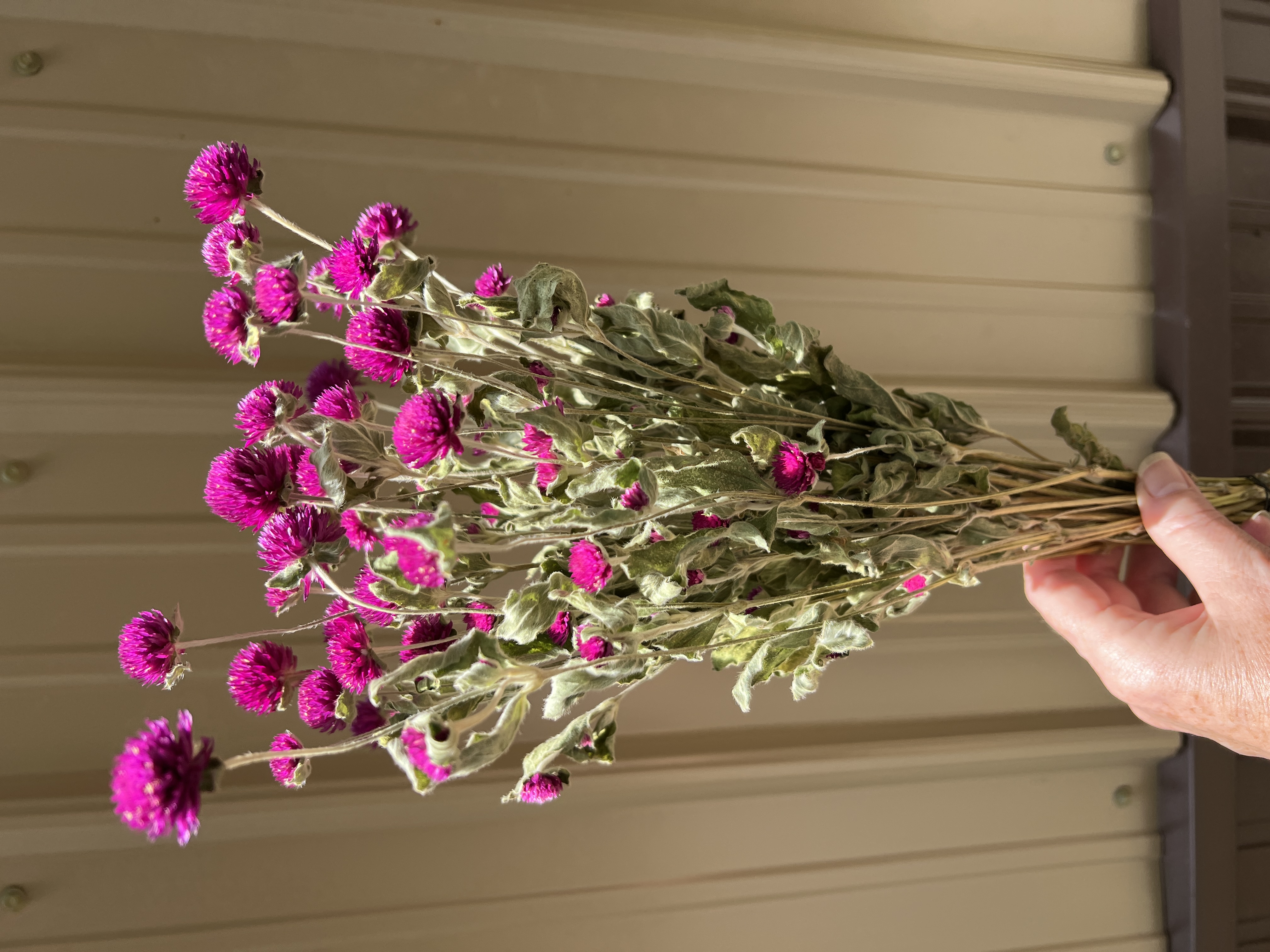 Gomphrena - Purple - Dried