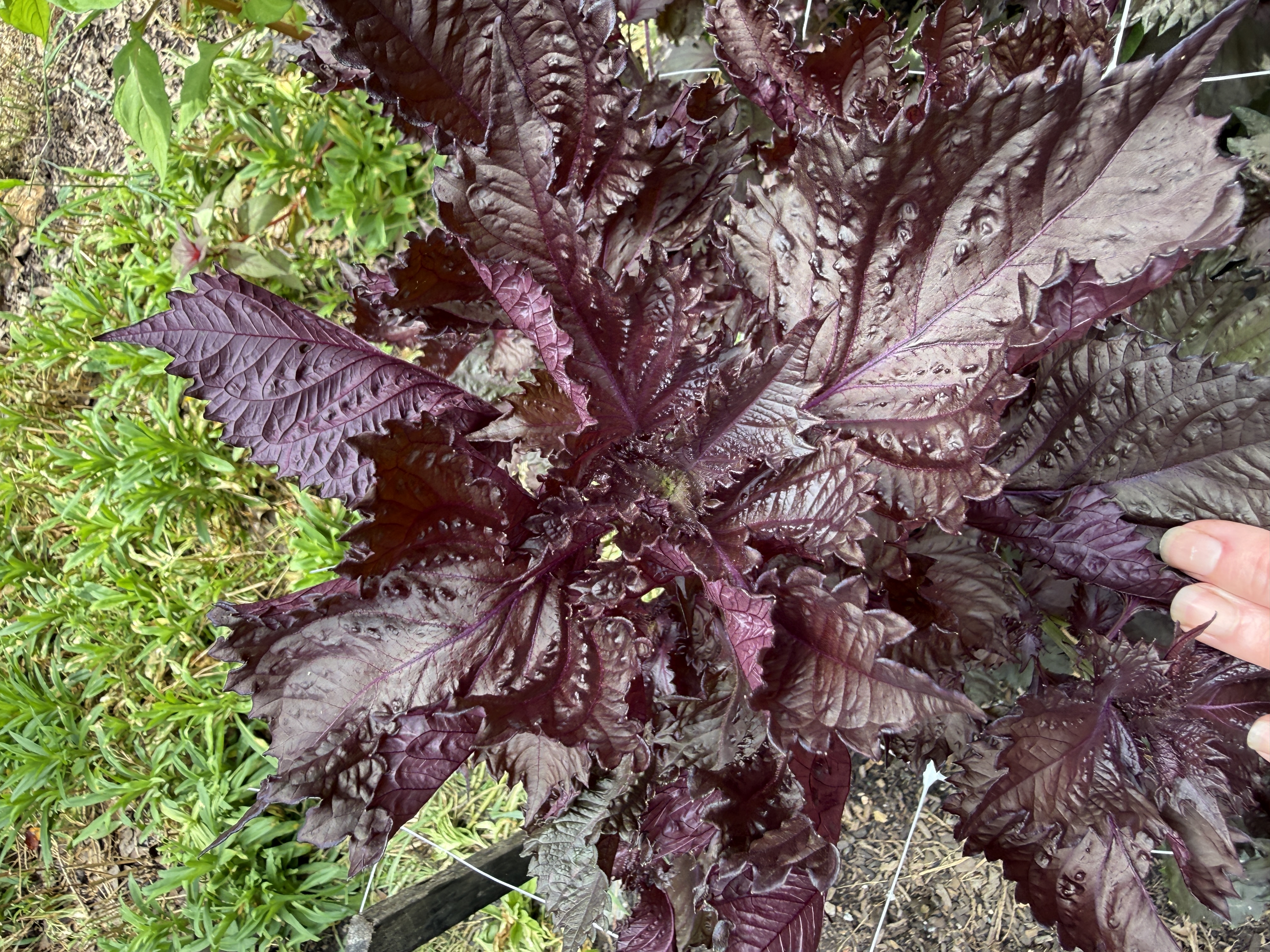 Red Shiso 