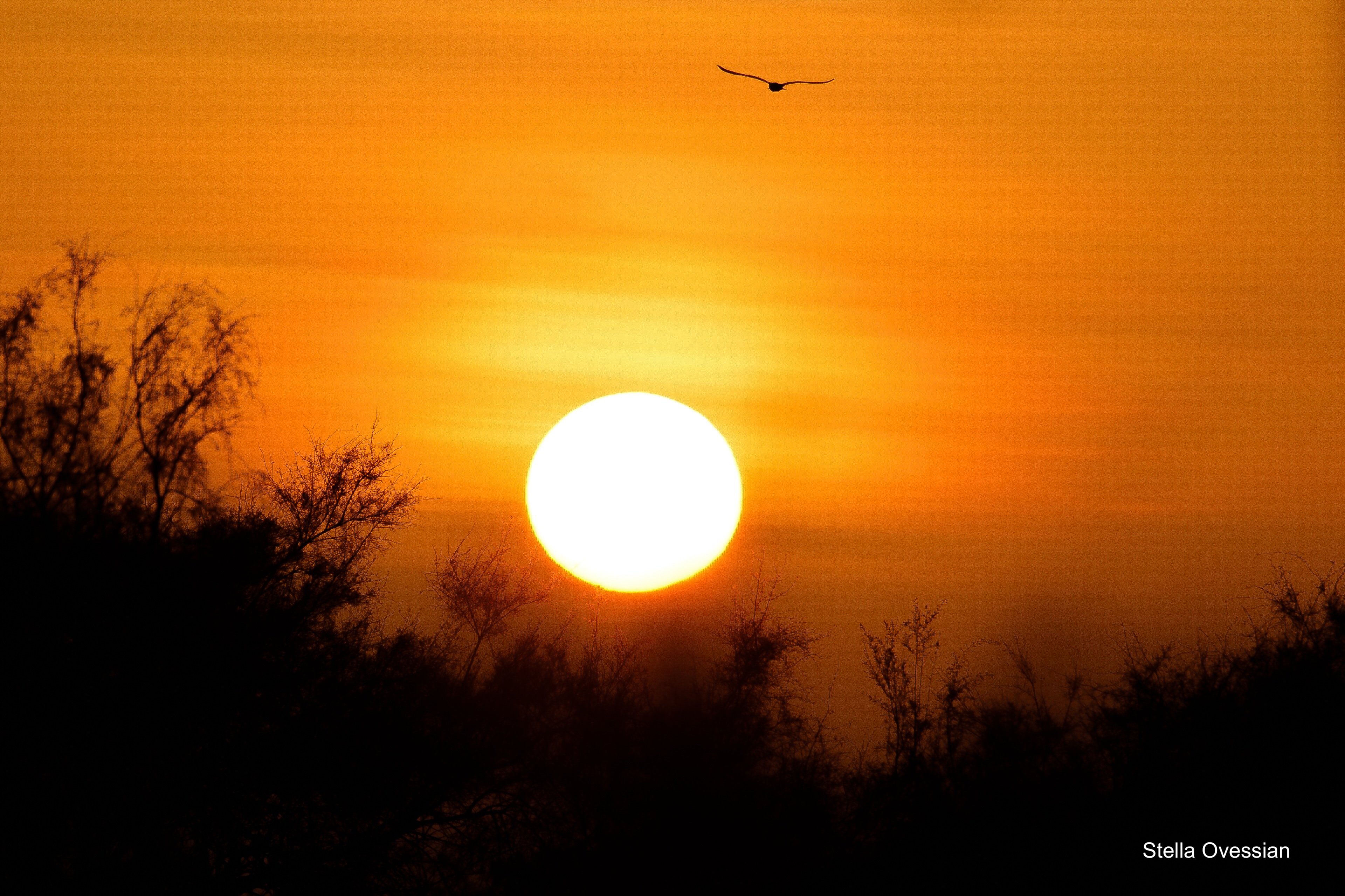 COUCHER DE SOLEIL EN CAMARGUE