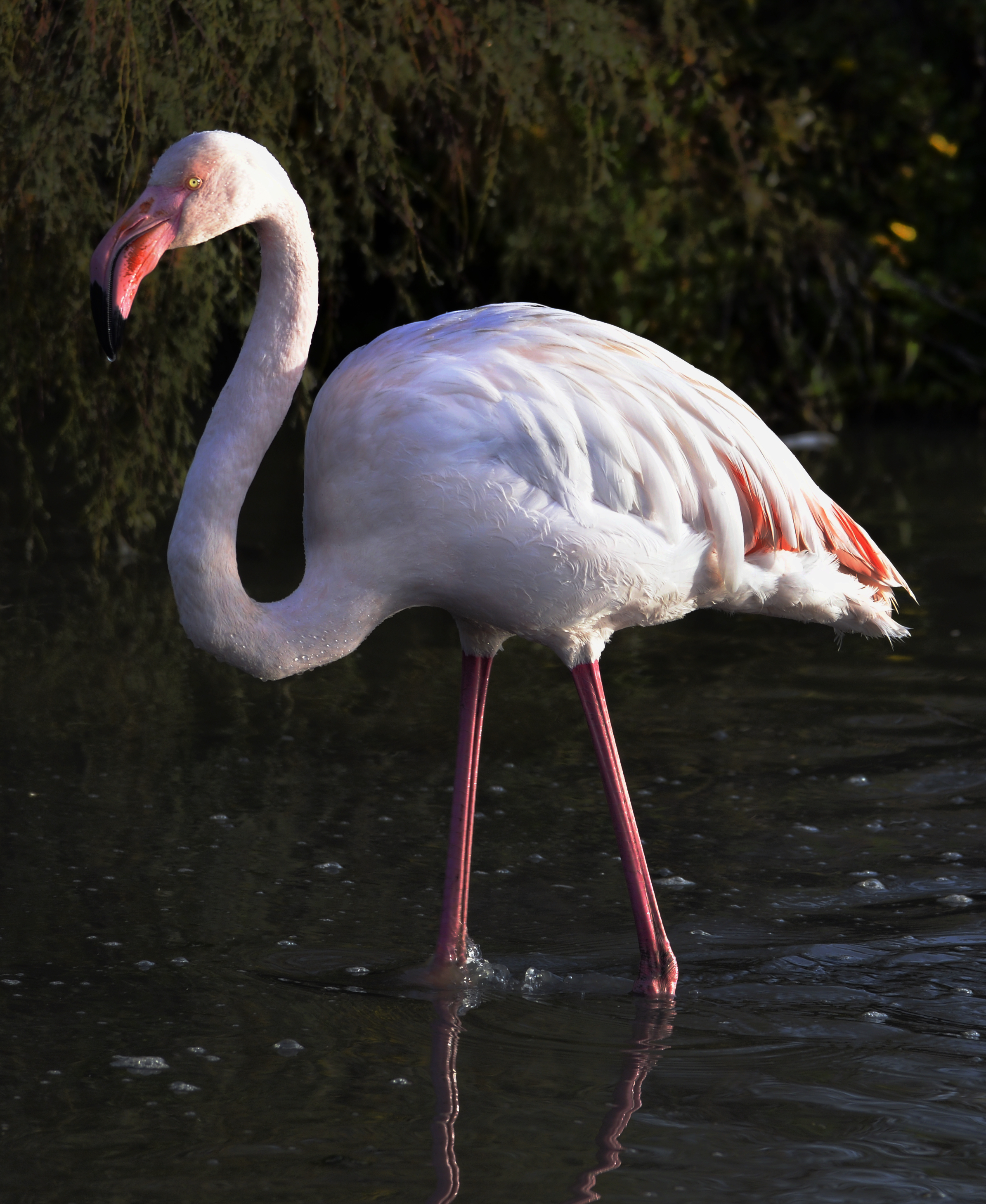 FLAMANT ROSE MYSTÉRIEUX