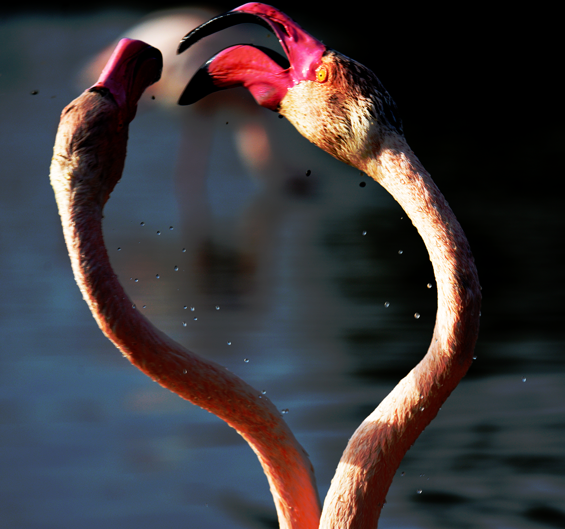 DUO DE FLAMANTS