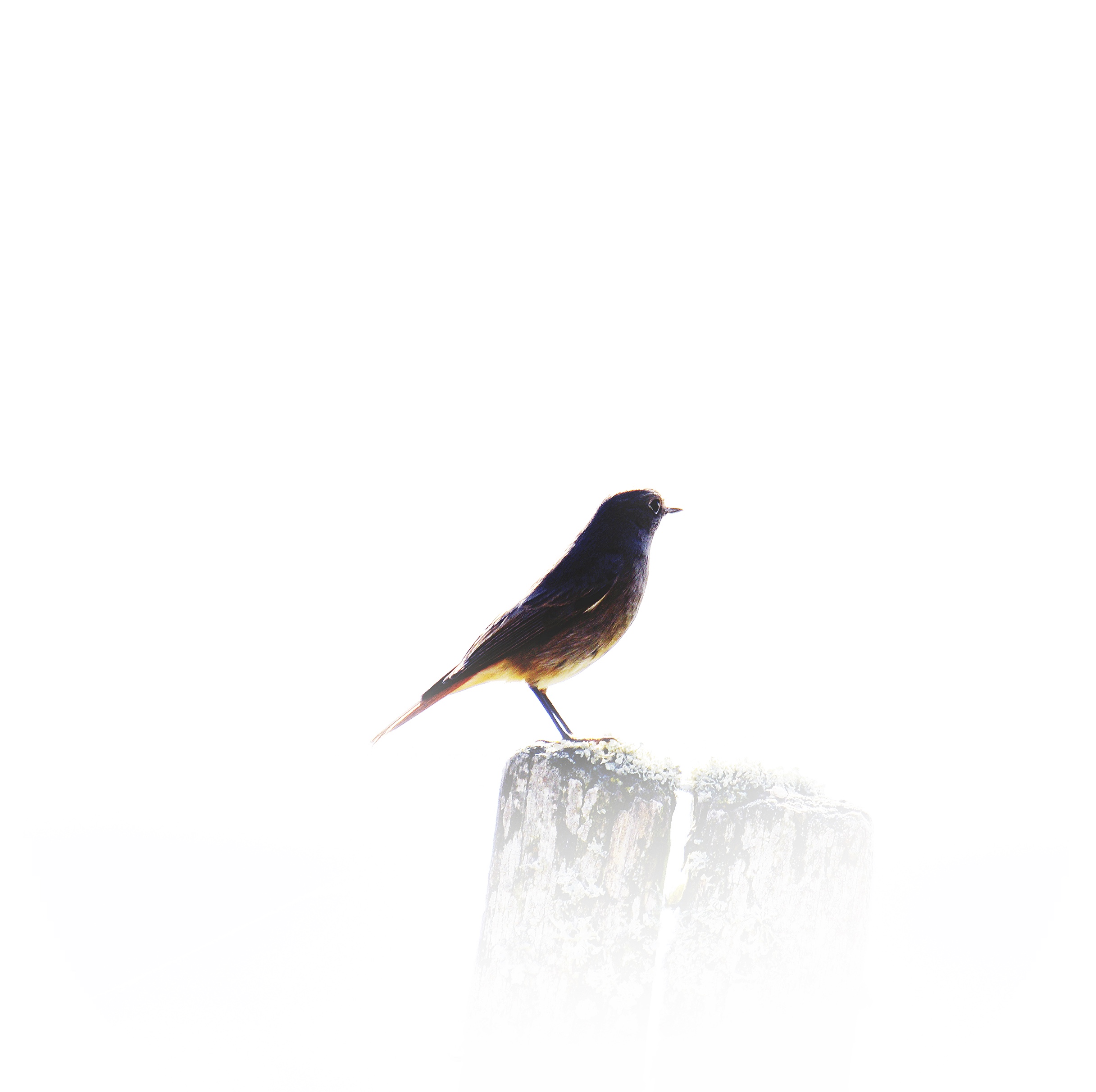 OISEAU SUR SON POTEAU