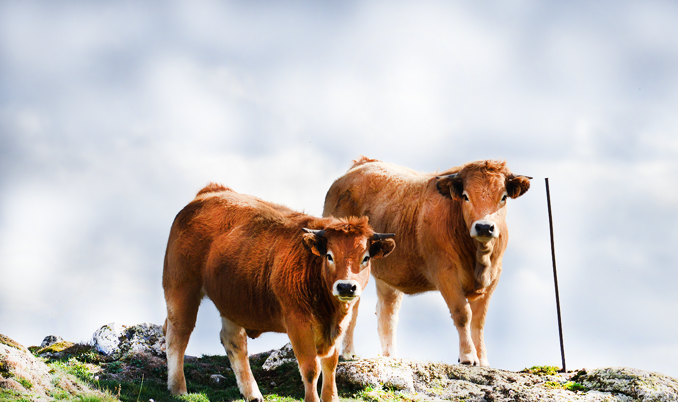 VACHES D'AUBRAC