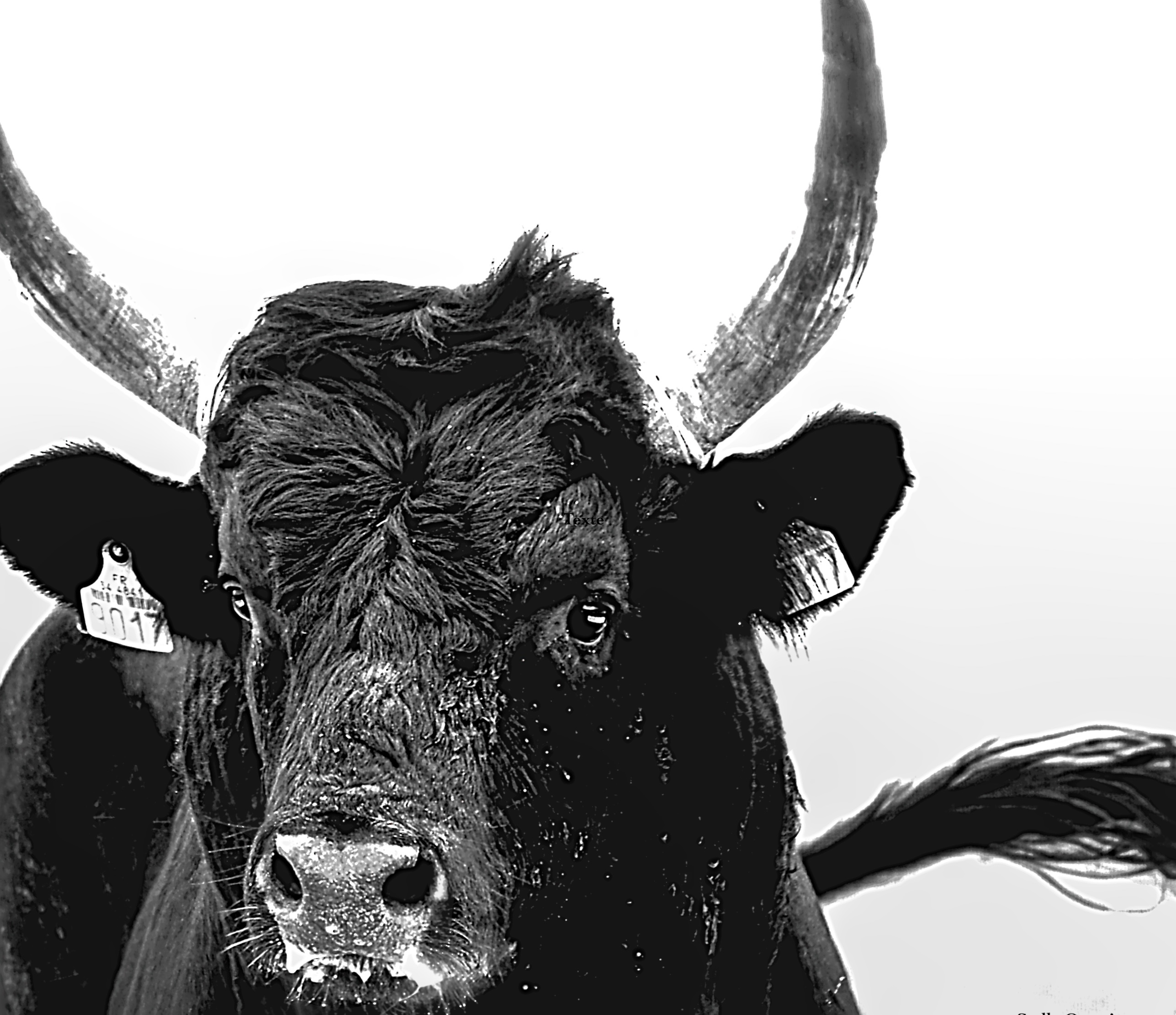TAUREAU CAMARGUAIS