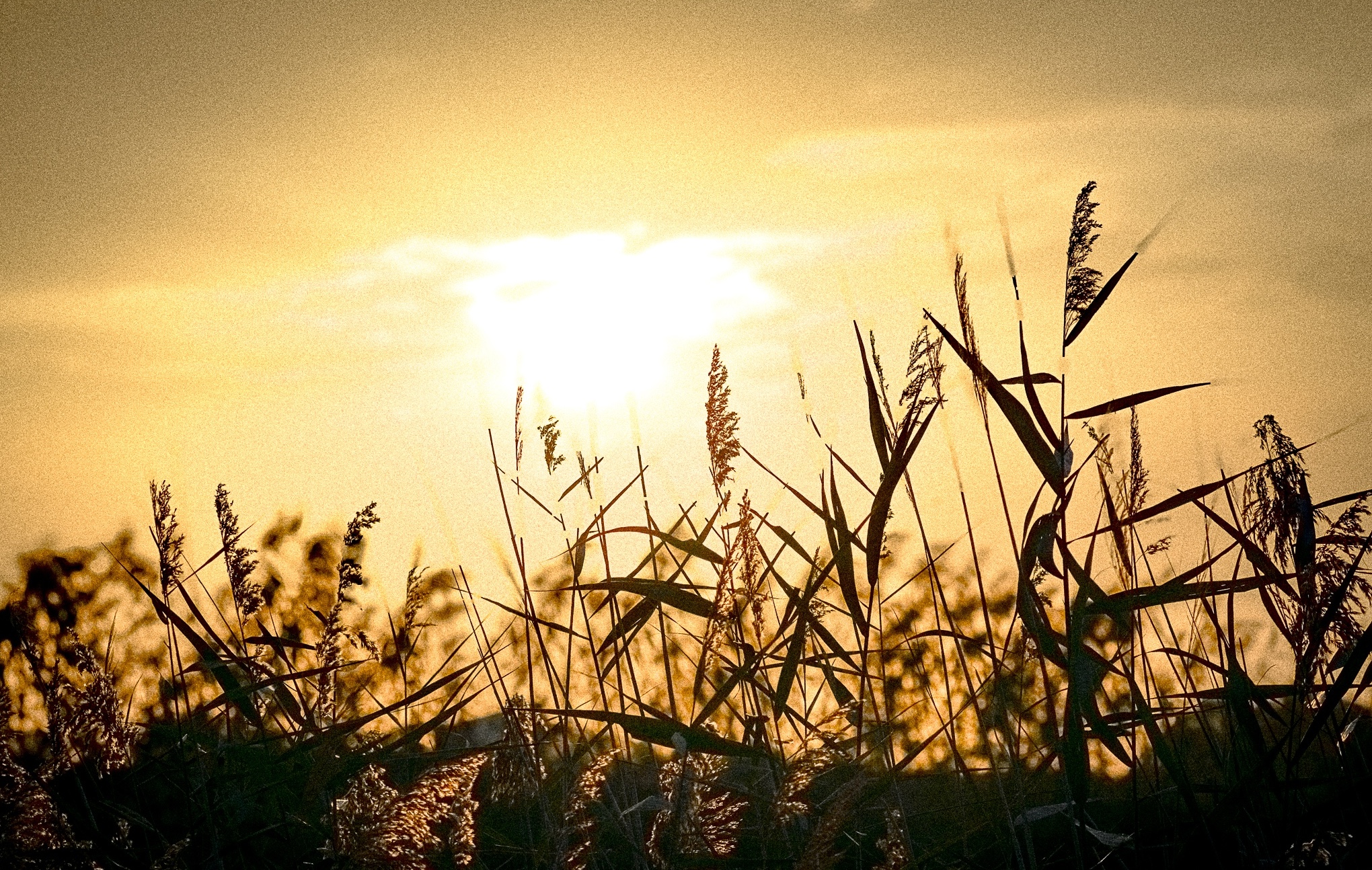 ROSEAUX & COUCHER DE SOLEIL
