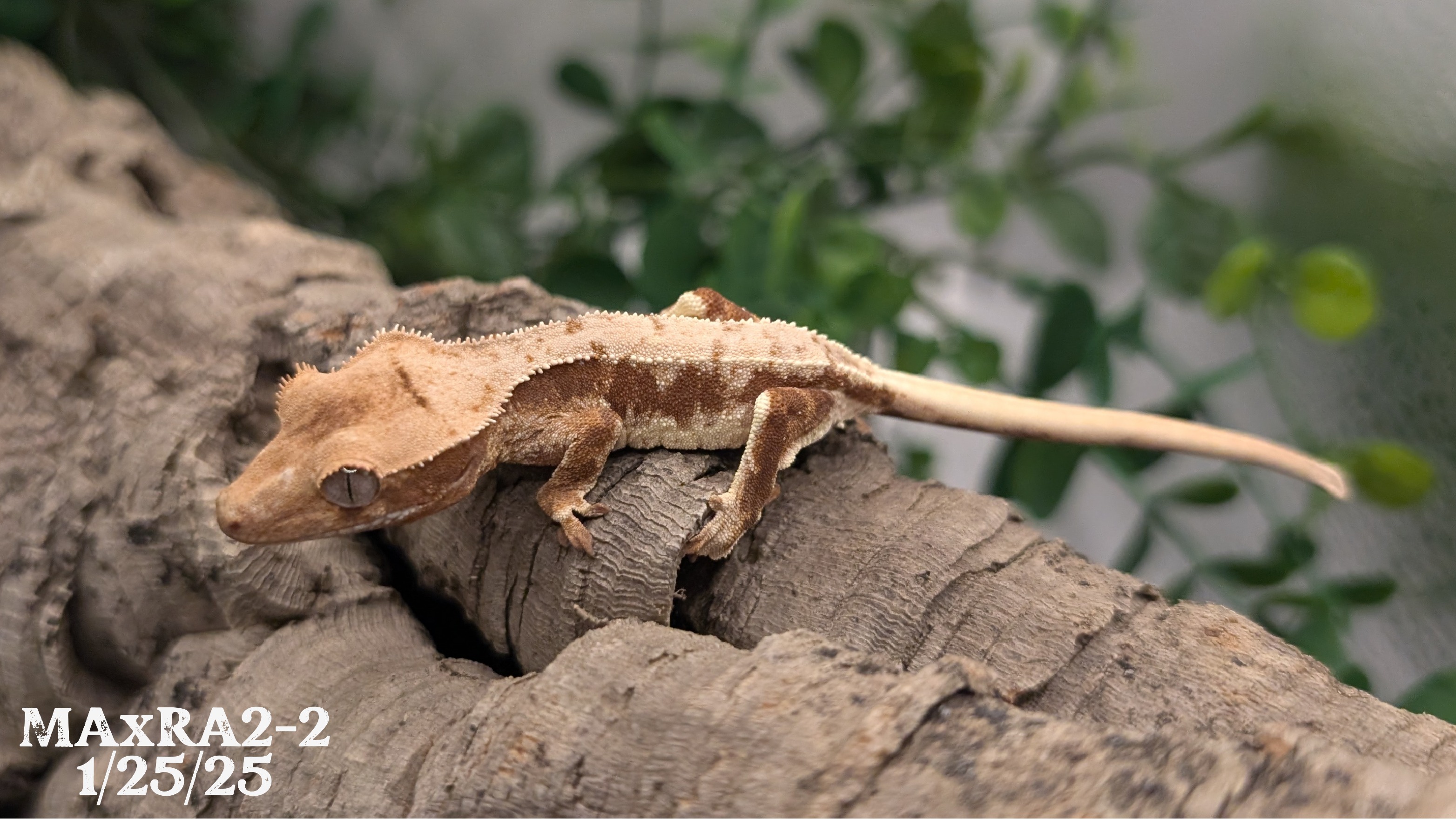 Lilly White - MAxRA2-2