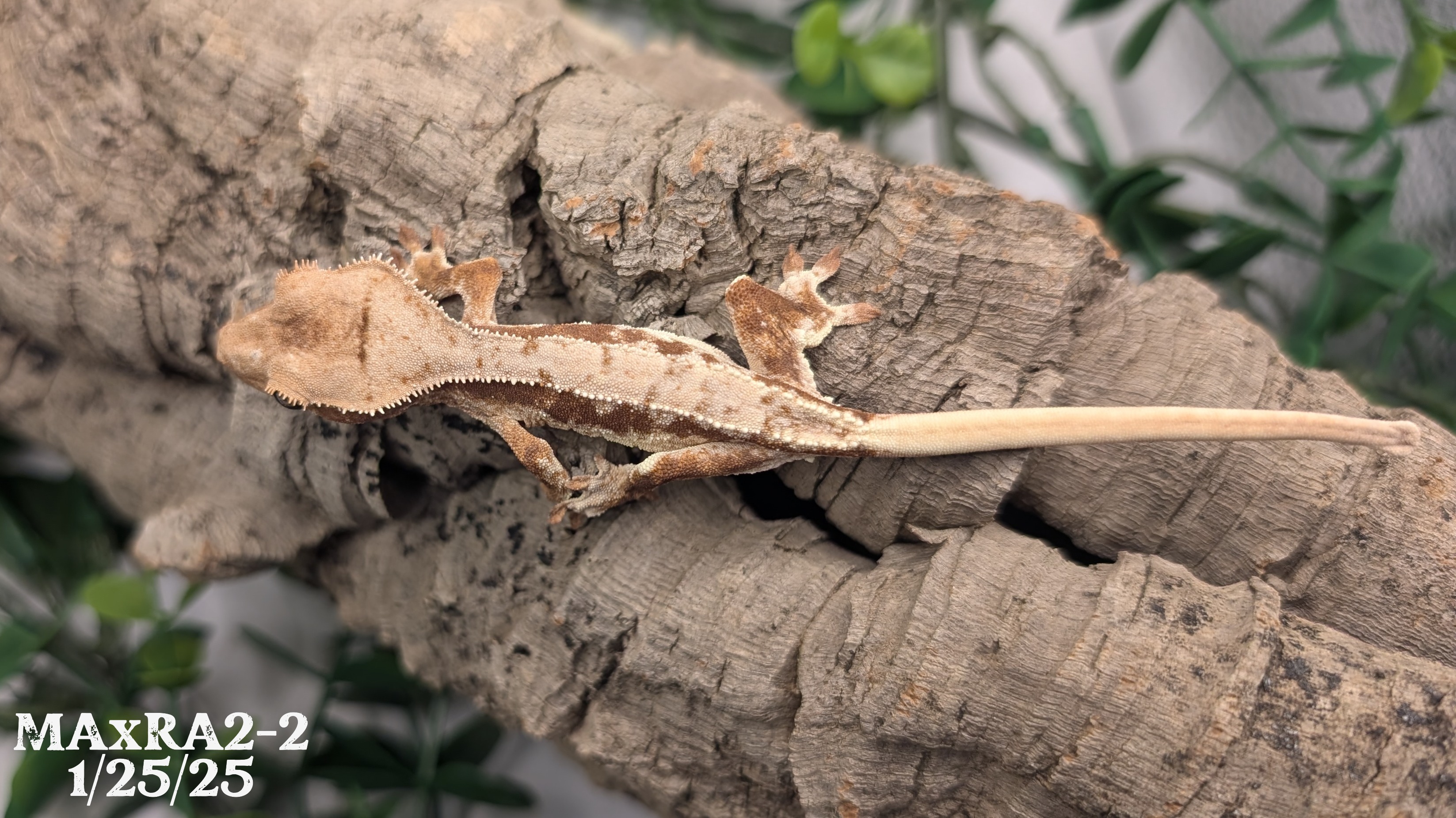 Lilly White - MAxRA2-2