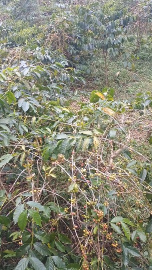 Premium Coffee Beans - Arabica Grade A - 18 - 12% moisture