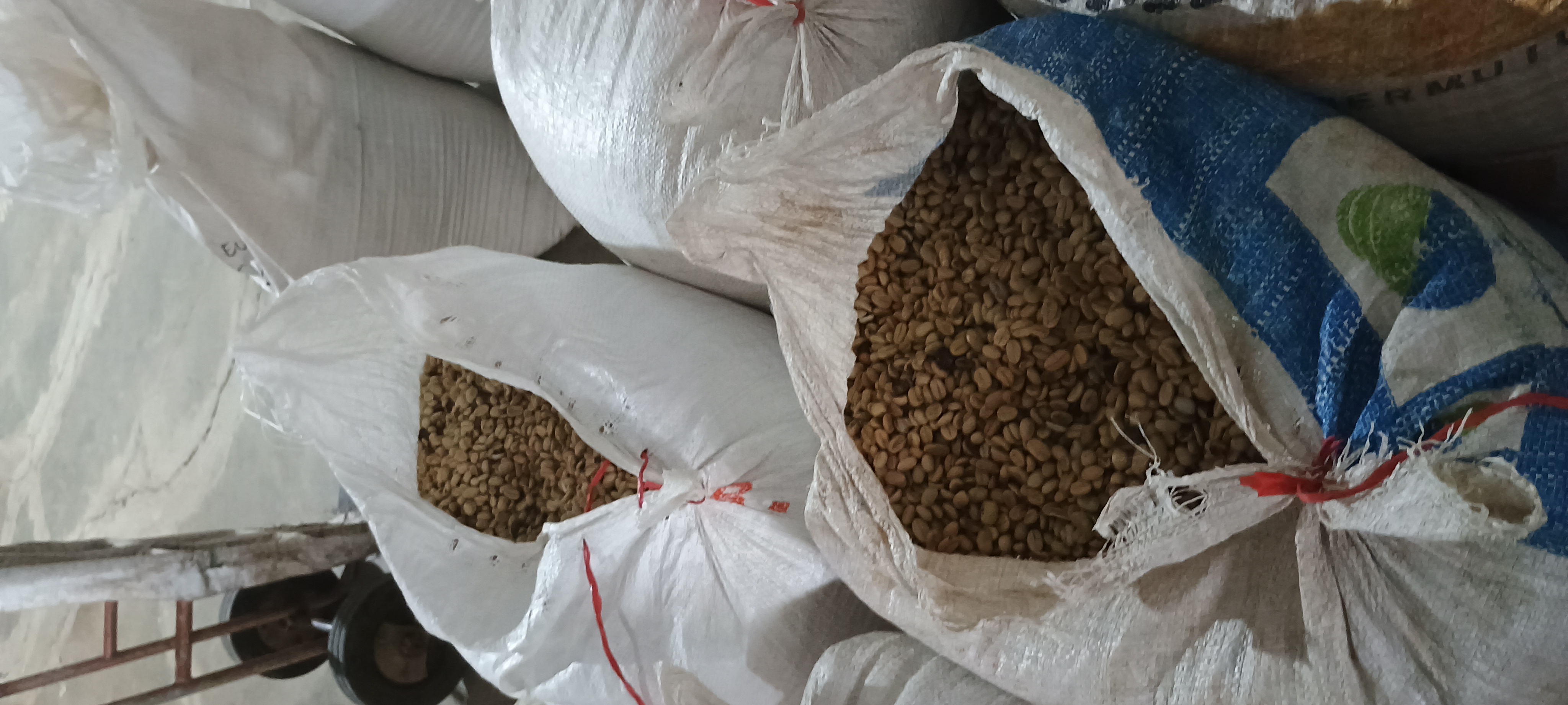 Premium Coffee Beans - Arabica Grade A - 18 - 12% moisture