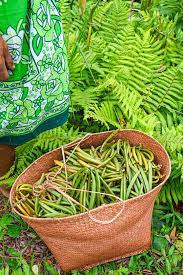 Vanilla Beans Tahitian A Grade 1 KG - 14-23 cm