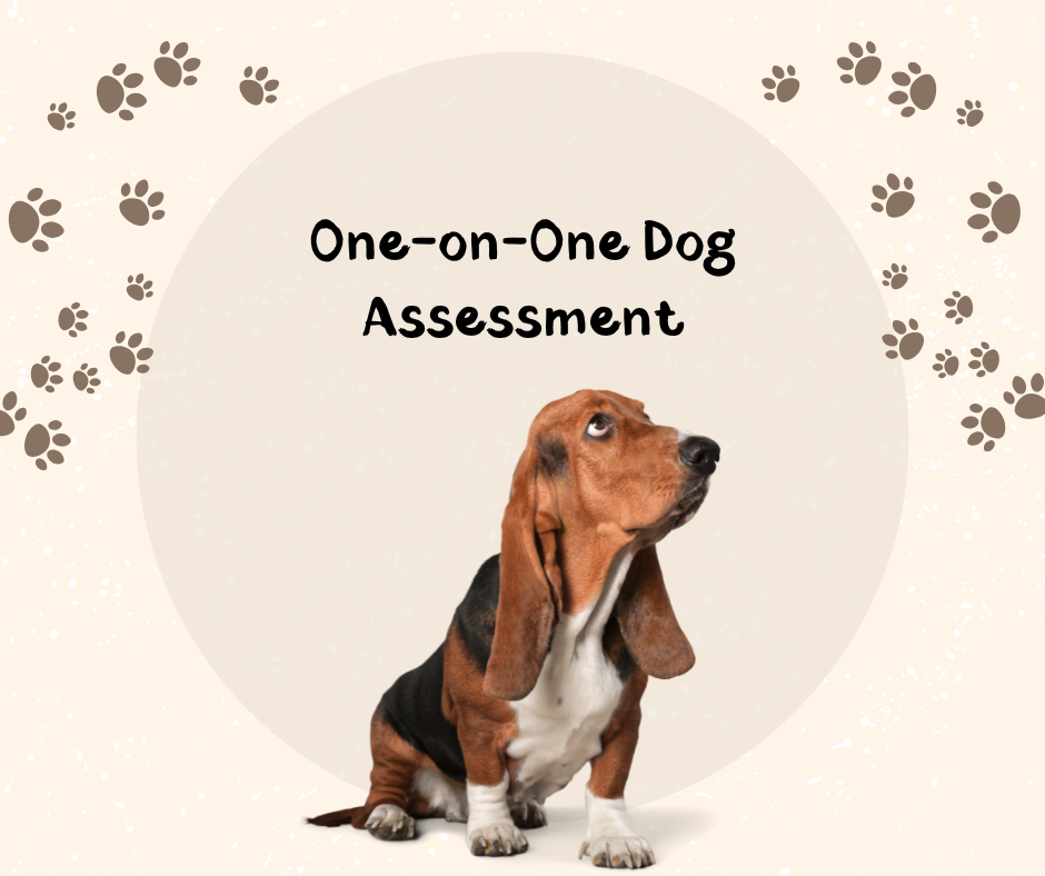 One-on-One Dog Assessment