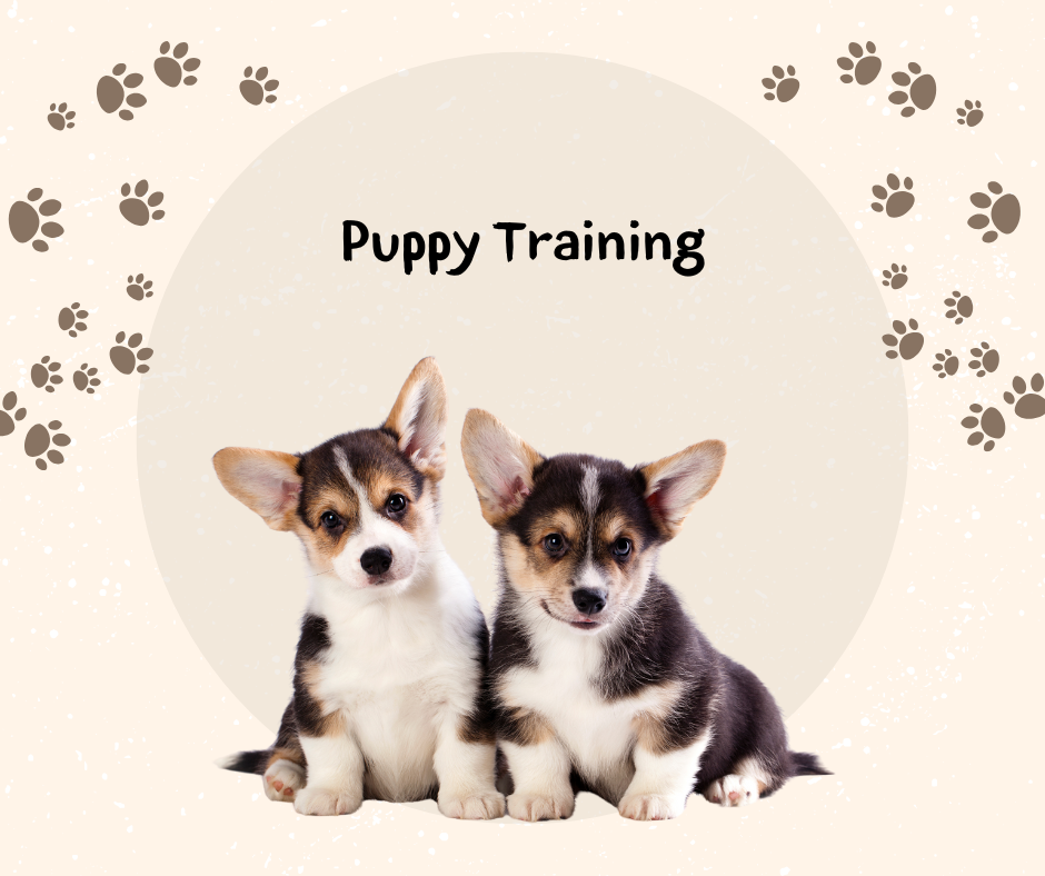 Puppy Foundations Programme