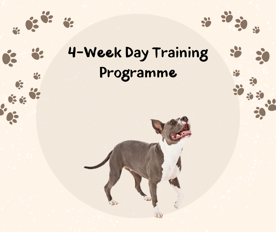 Premium 4-Week Day Training Programme