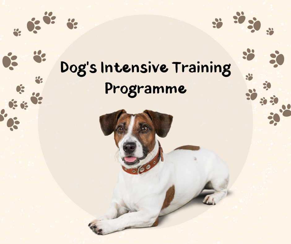 Dog's Intensive Training Programme