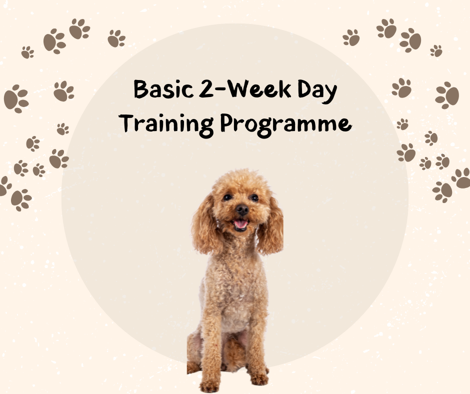 Basic 2-Week Day Training Programme